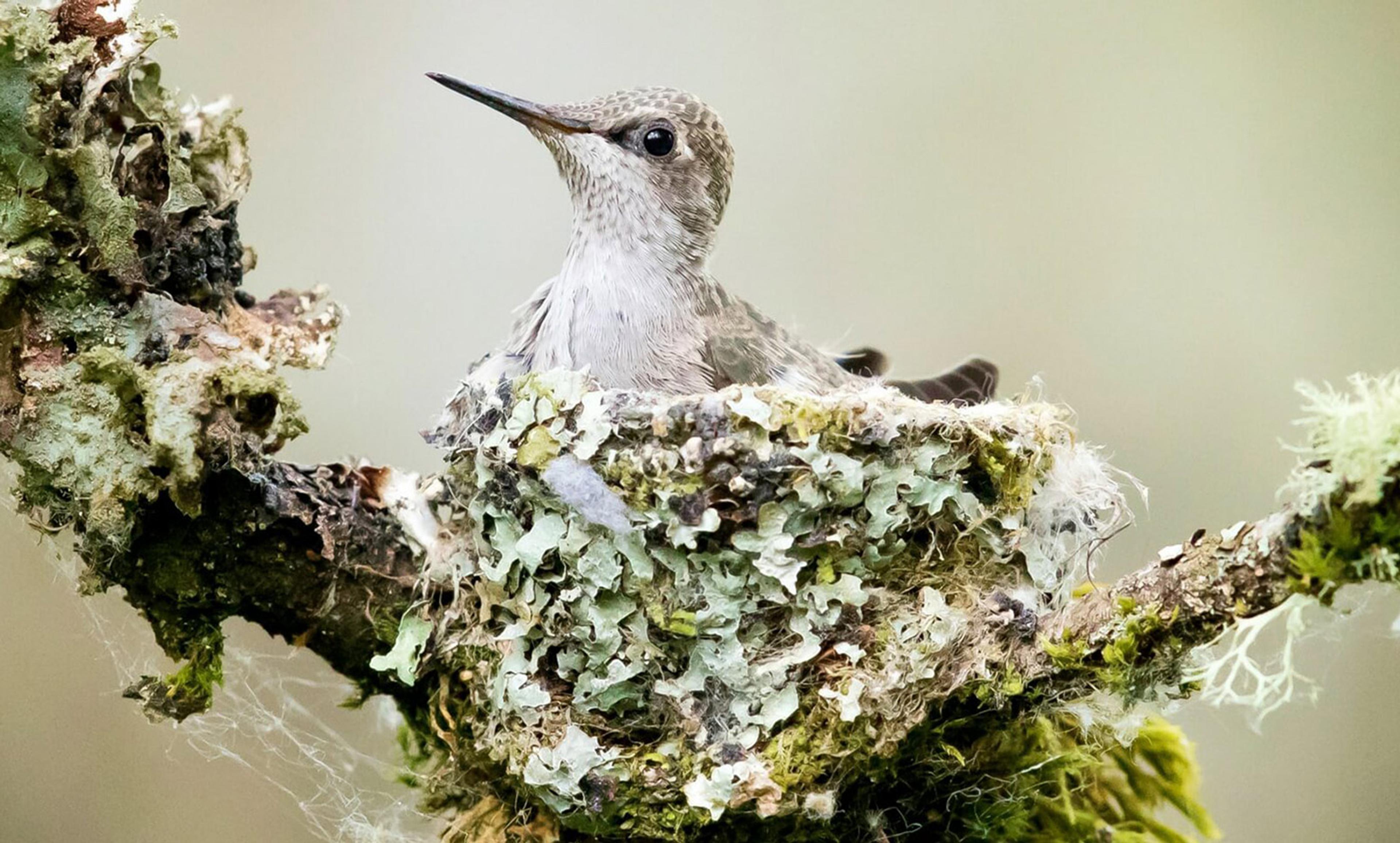 Photo of a hummingbird in a nest made of moss and lichen on a branch, against a blurred green background.