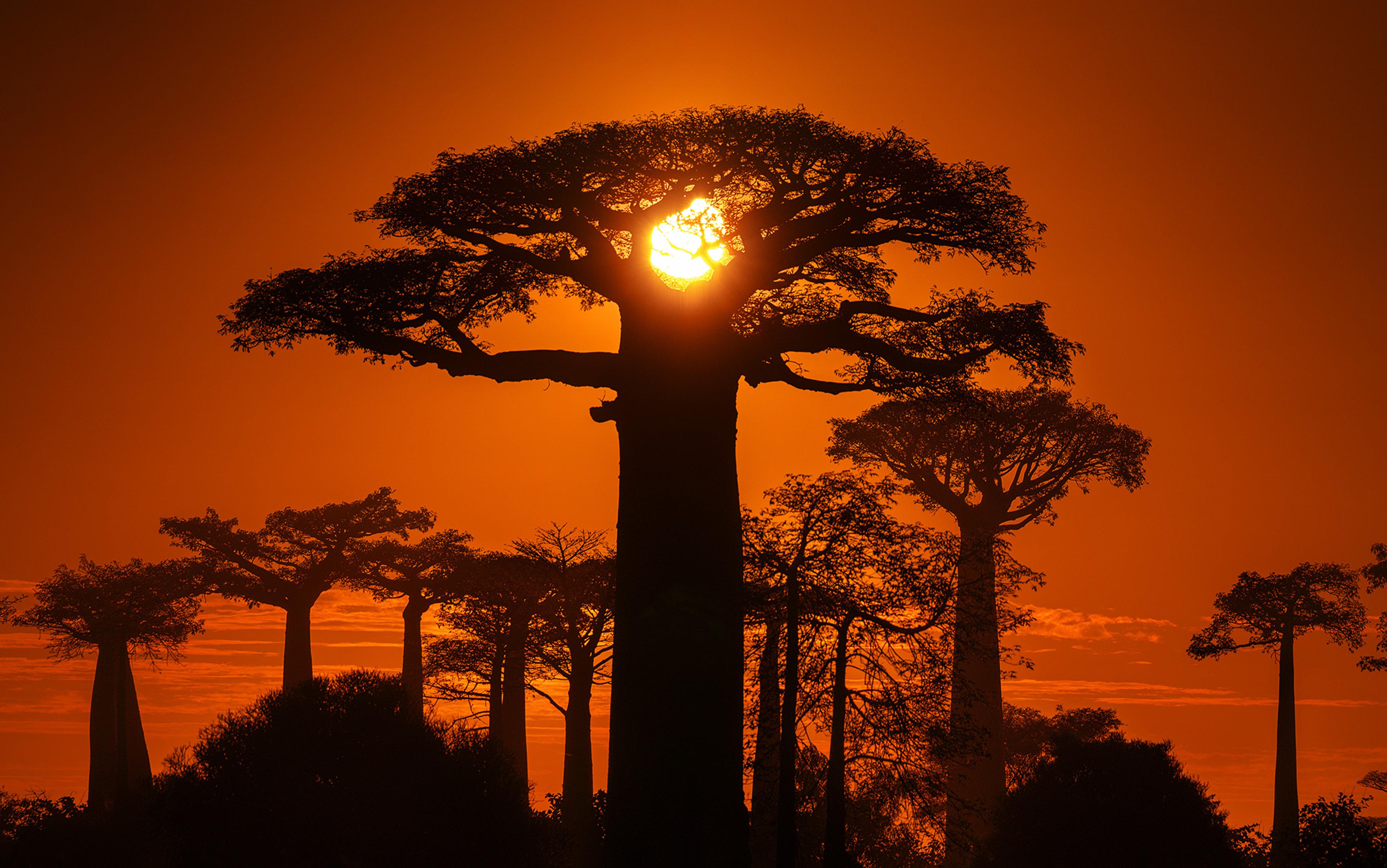 Silhouette of baobab trees against a vibrant orange sunset with the sun peeking through the branches of the largest tree.