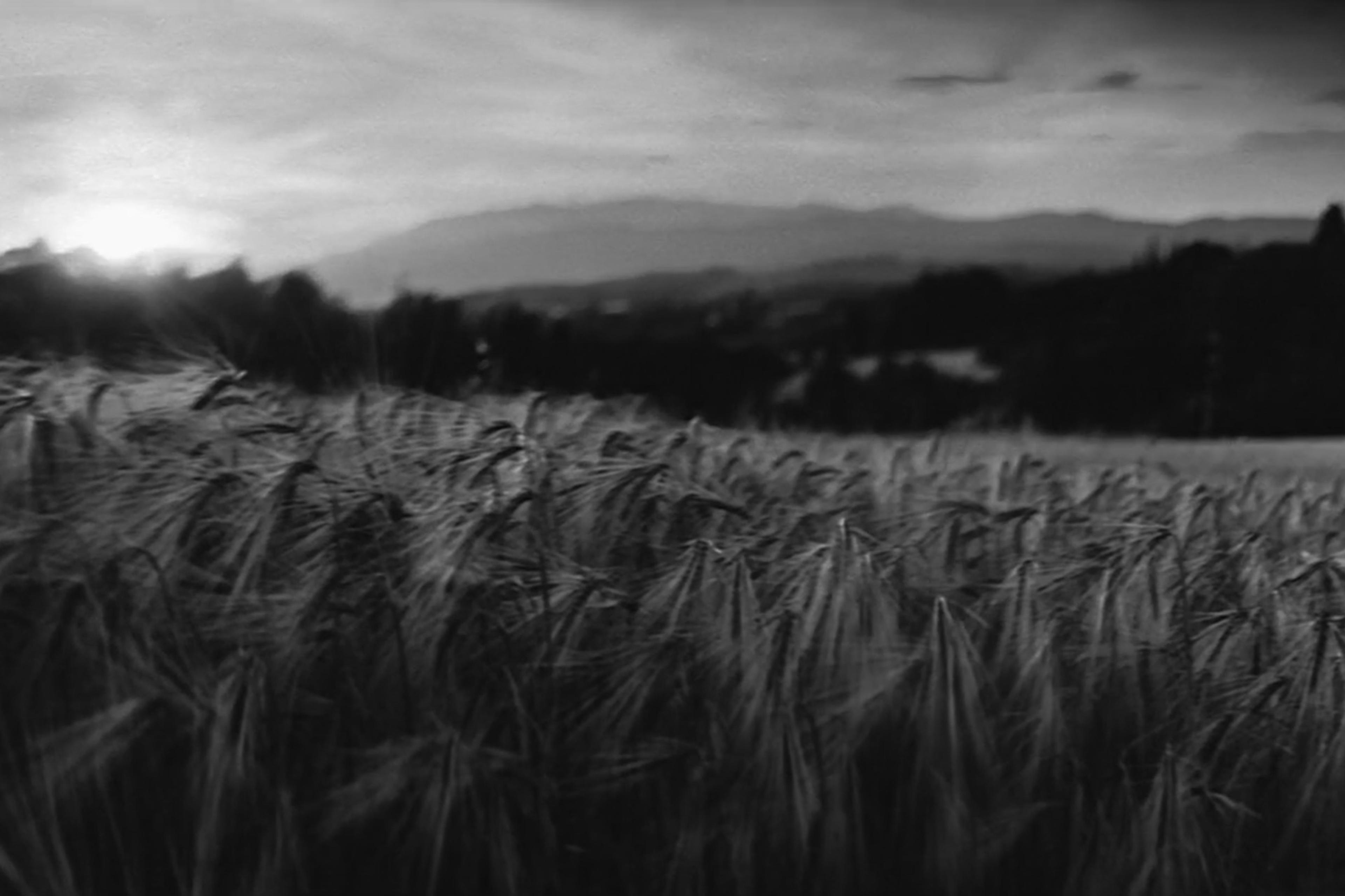 Black-and-white photo of a field of tall grasses or barley with a sunrise or sunset in the background and hills in the distance.