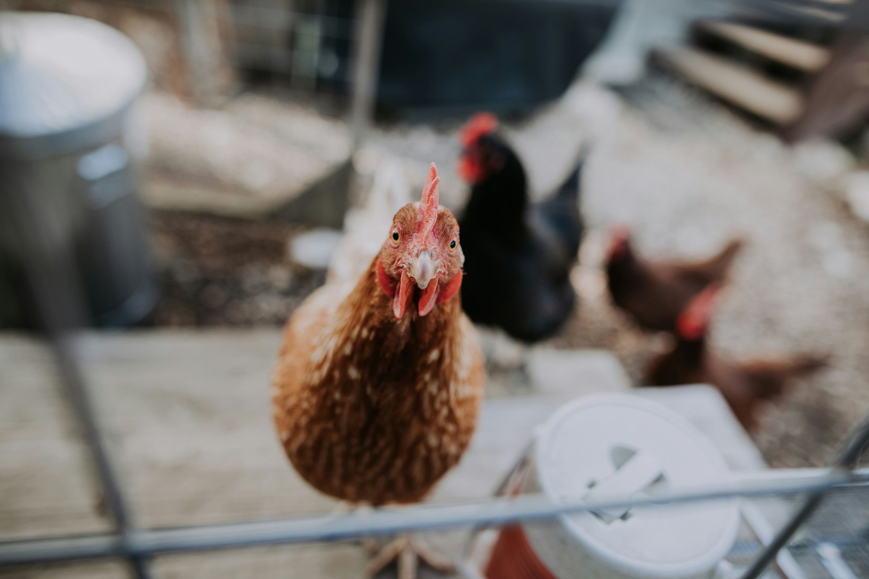 A curious brown chicken looking at the camera with several other chickens blurred in the background.