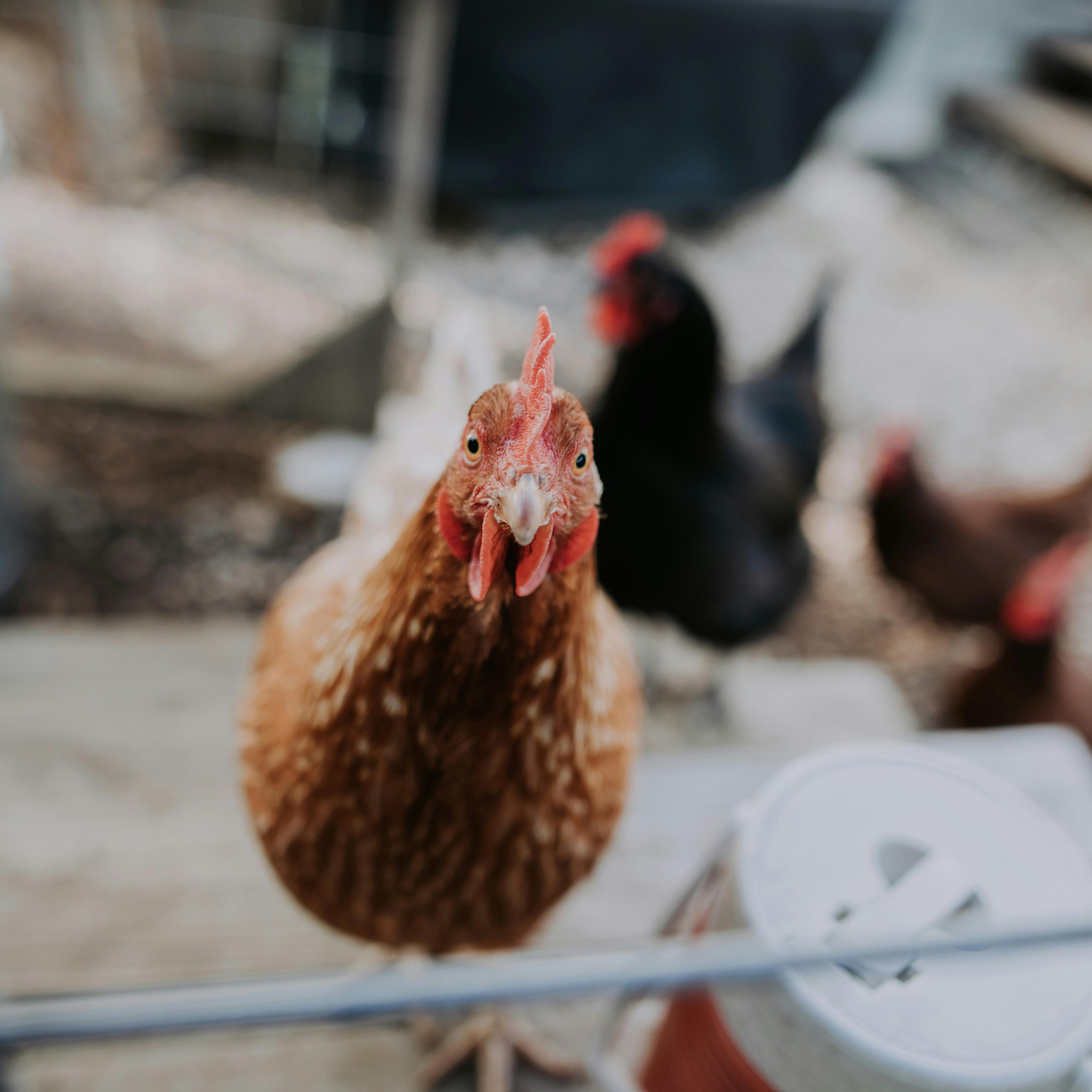 A curious brown chicken looking at the camera with several other chickens blurred in the background.