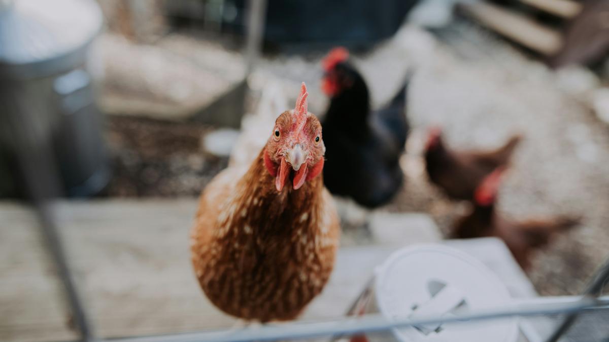 A curious brown chicken looking at the camera with several other chickens blurred in the background.