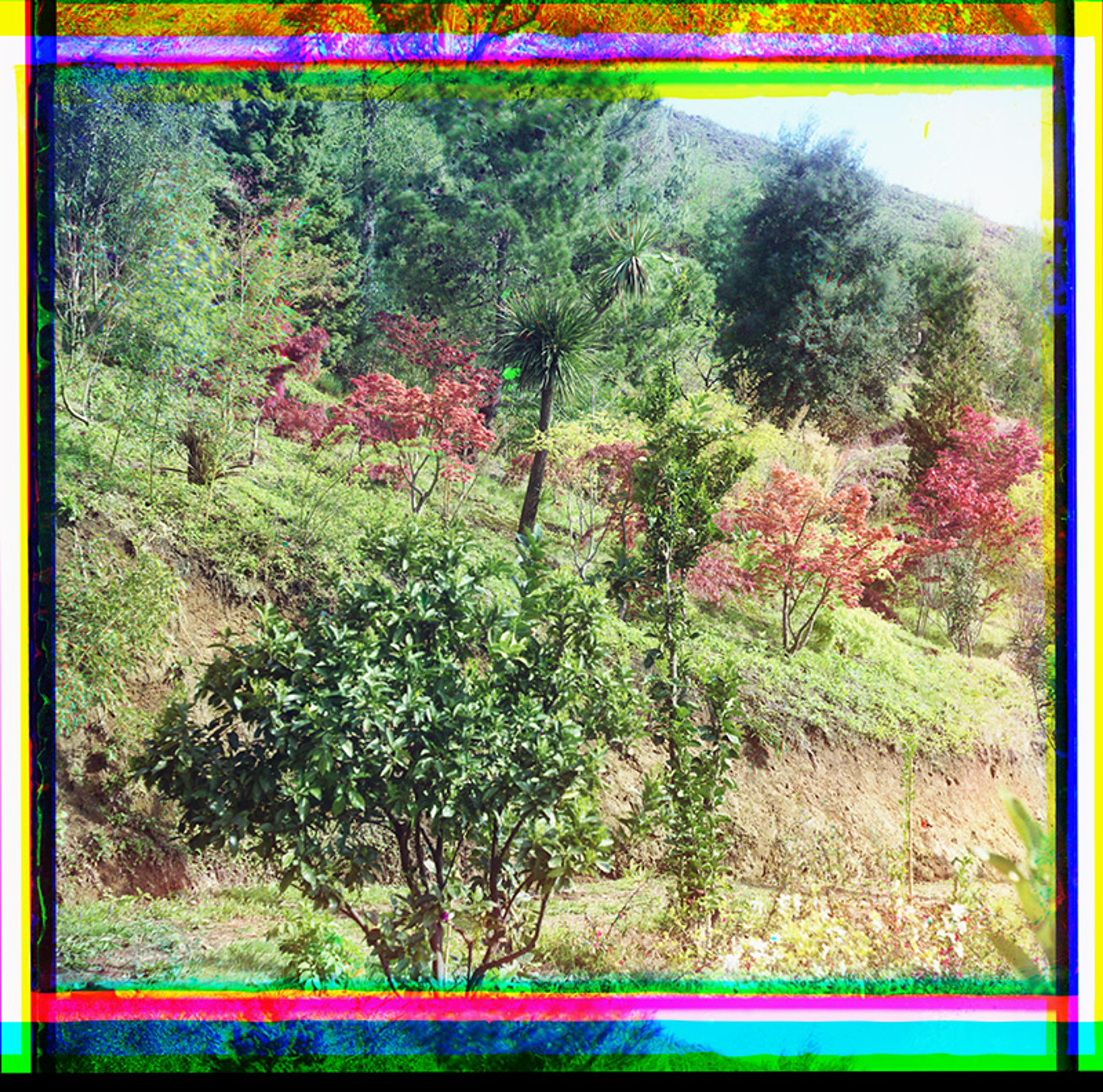 Colourised photo of a hillside garden with diverse trees and plants, featuring green foliage and red leaves, bordered by a colourful frame.