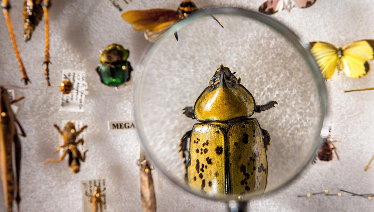 Magnifying glass enlarging a large yellow beetle on a display board with various pinned insects and butterflies in the background.