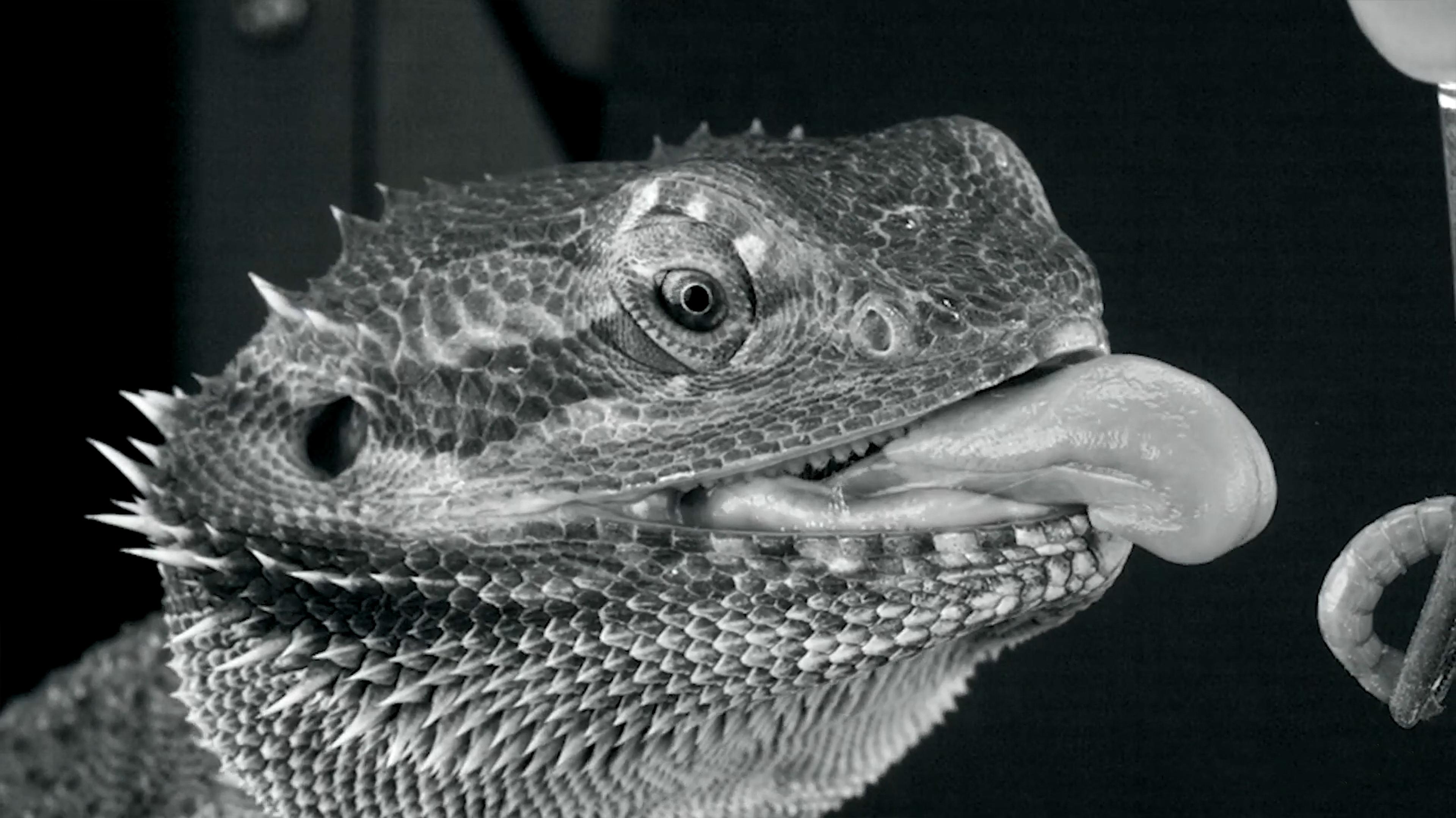 Black and white close-up photo of a lizard with its tongue extended, about to catch a worm. The background is dark and blurred.