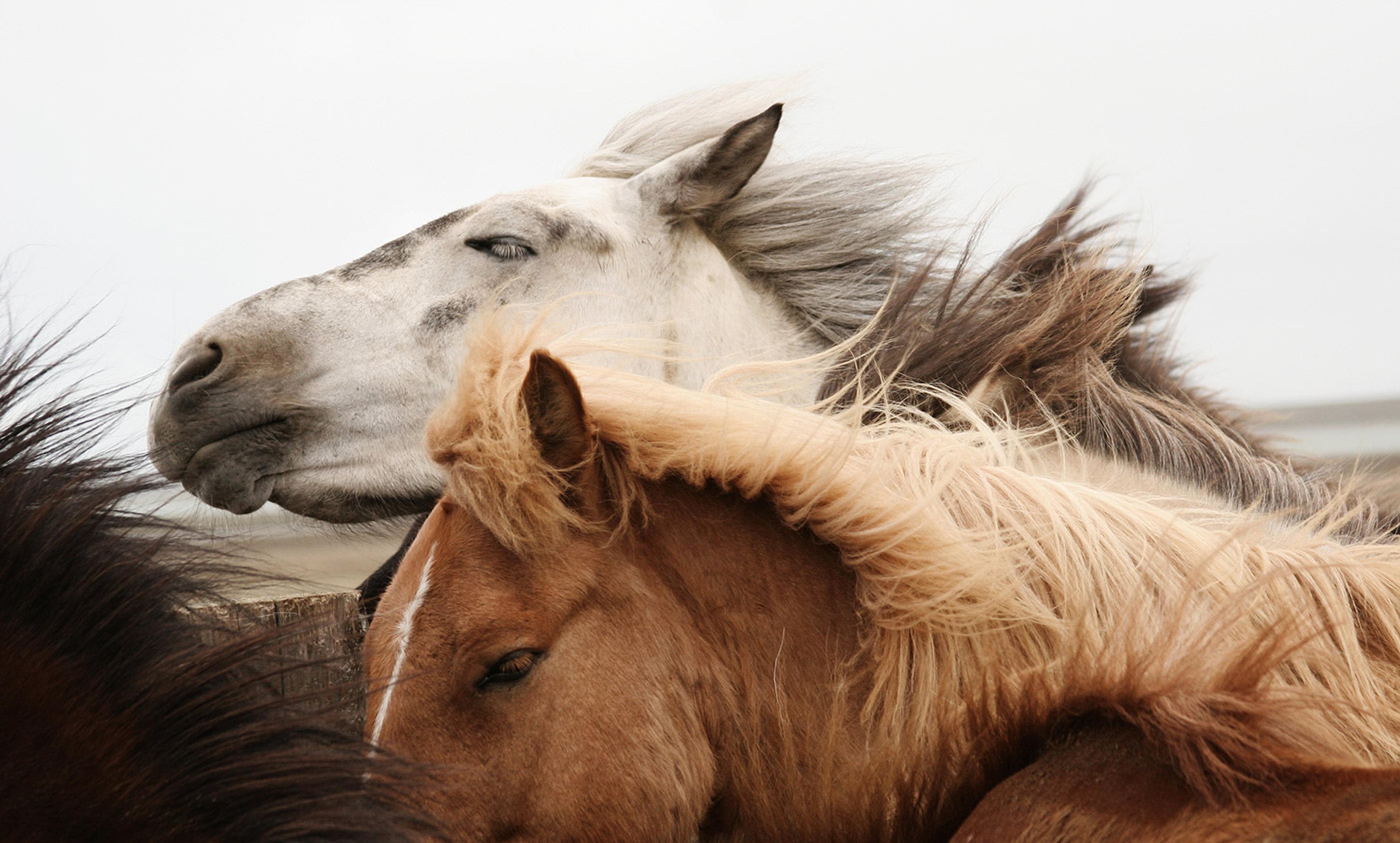 Photo of three horses with windblown manes standing close together. One grey, one reddish and one dark brown