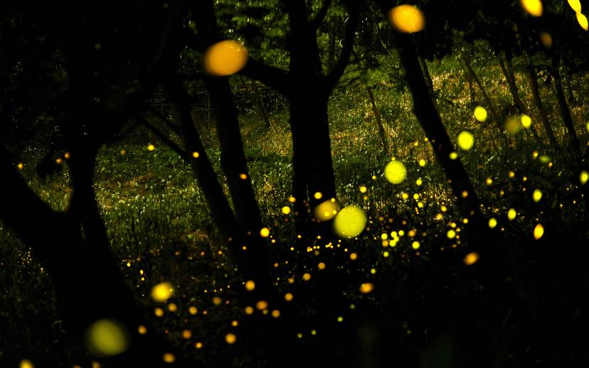 How firefly flashes illuminate the physics of complex systems | Aeon Essays