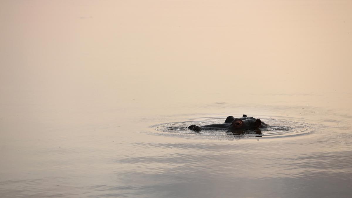 Photo of a calm lake at dusk with a hippo partially submerged, only its eyes and ears visible above the water’s surface.