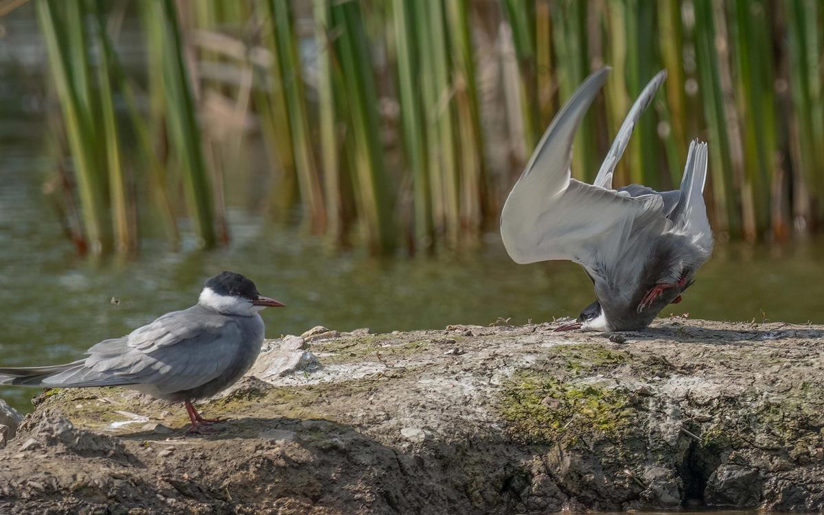 Photo of two grey birds on a rock by water, one standing and the other appearing to crash land into the rock, neck bent with wings raised; green reeds in background.