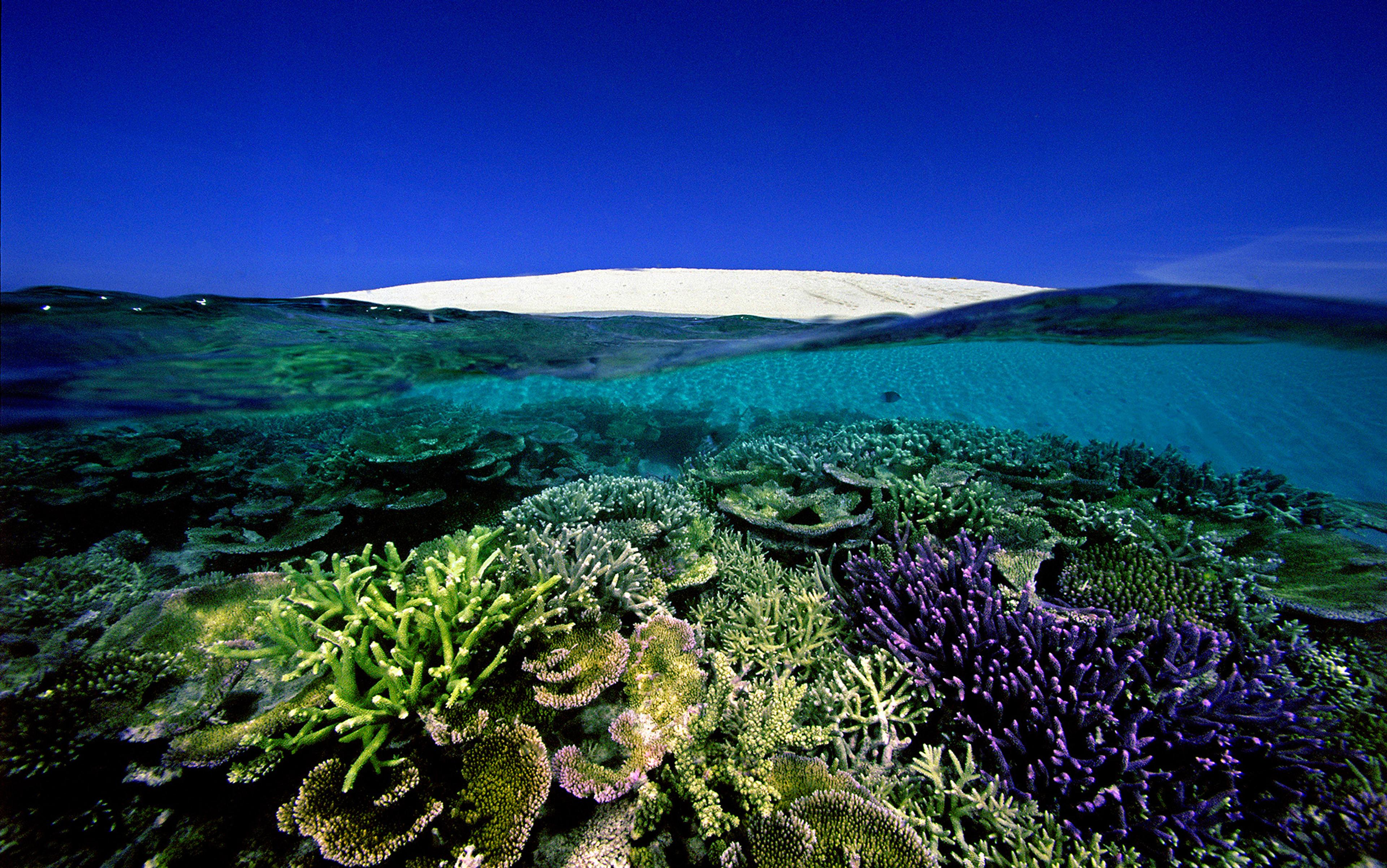 Half-submerged view of a vibrant coral reef underwater with a sandy island and a clear blue sky in the background.