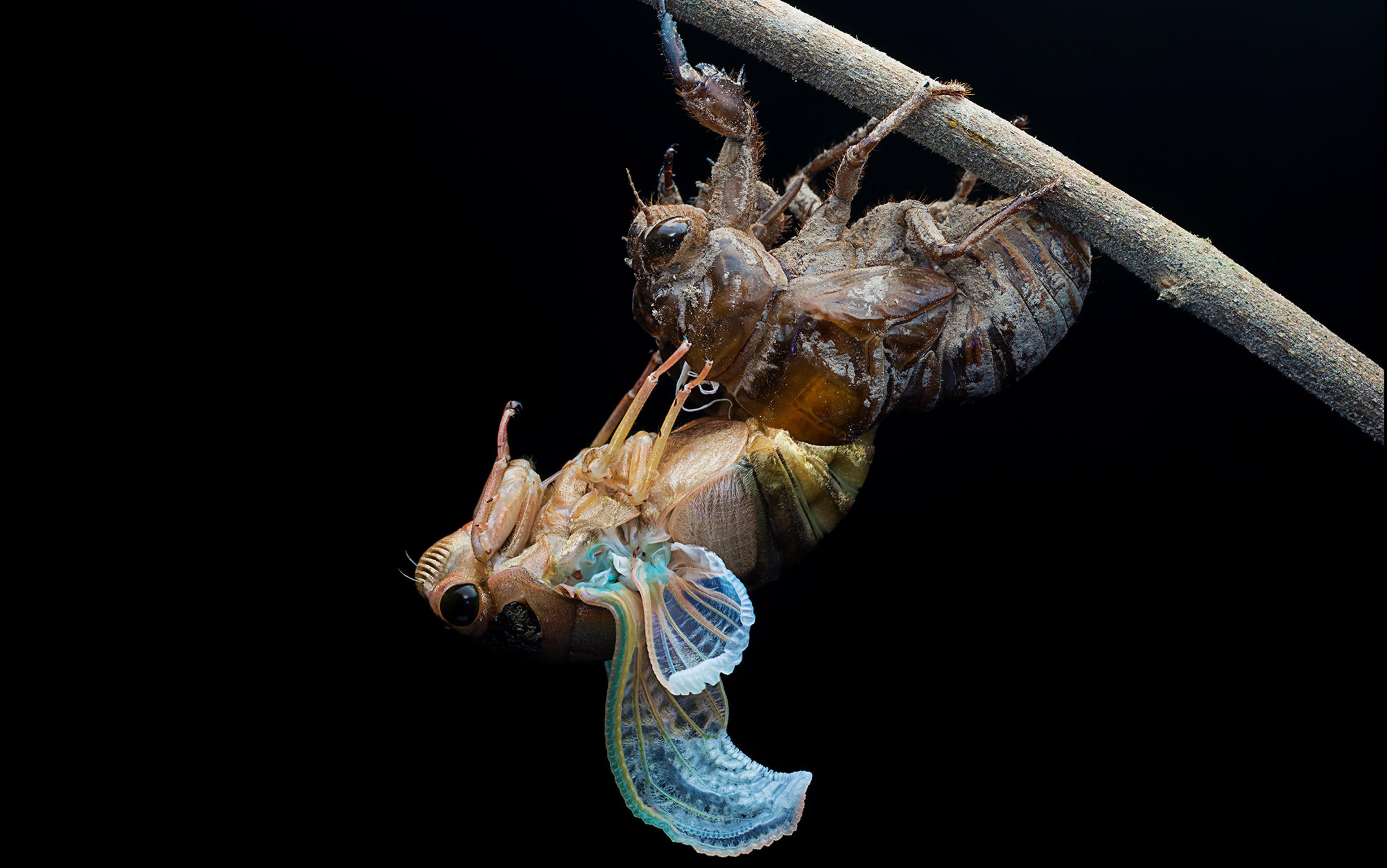 A cicada emerging from its exoskeleton while hanging upside down on a twig against a black background.