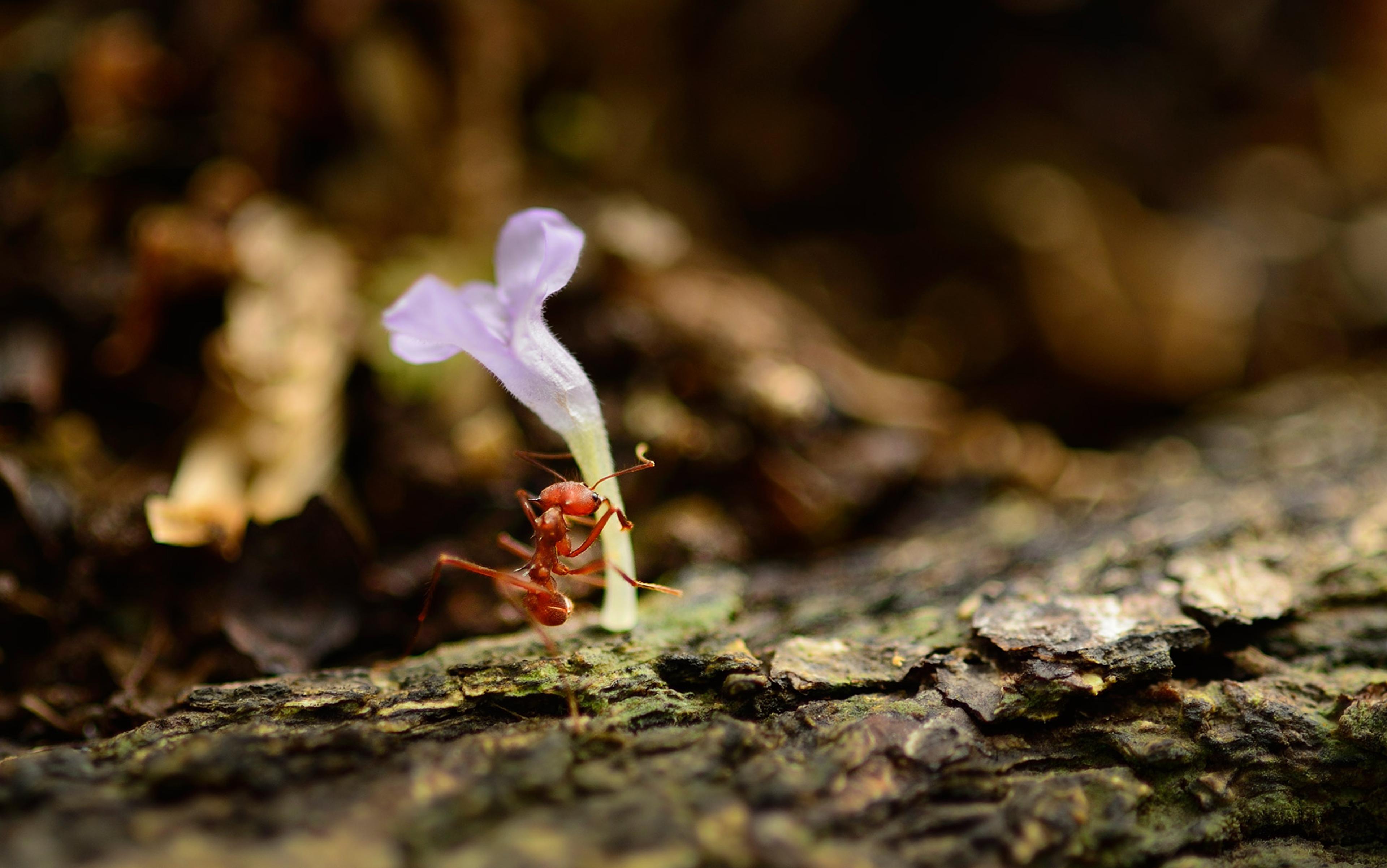 A red ant carrying a purple flower petal while walking on tree bark with a blurred natural background.