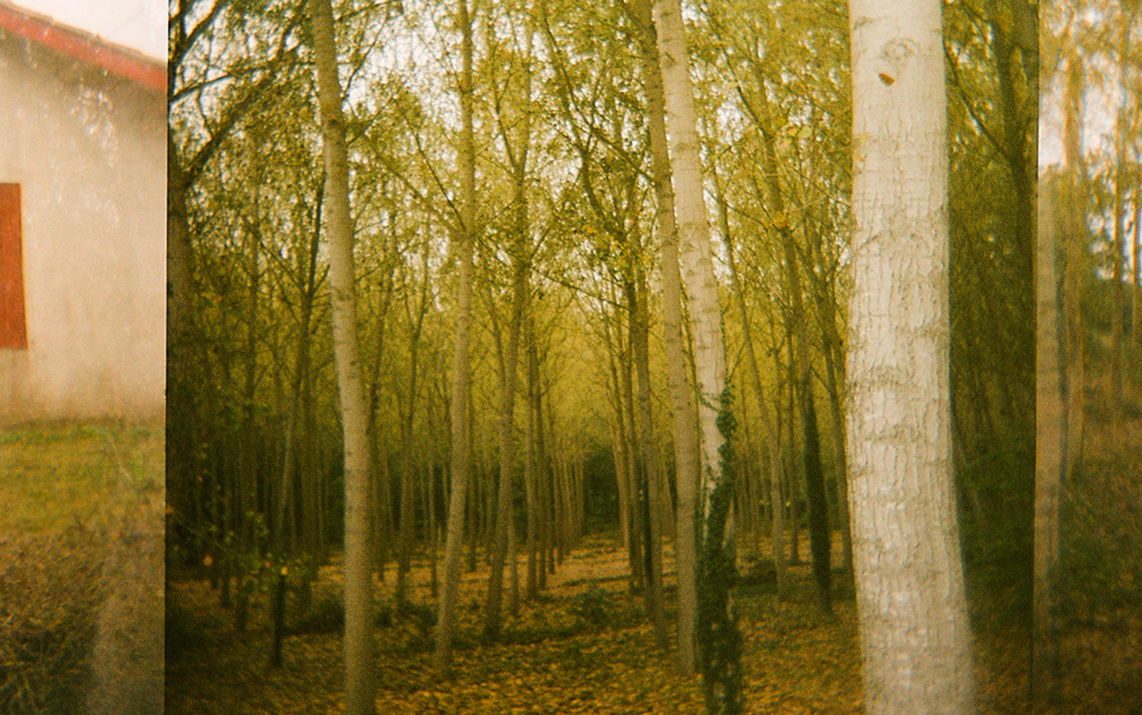 A misty forest with slender trees, green-yellow foliage and scattered leaves on the ground, and a blurred structure on the left.
