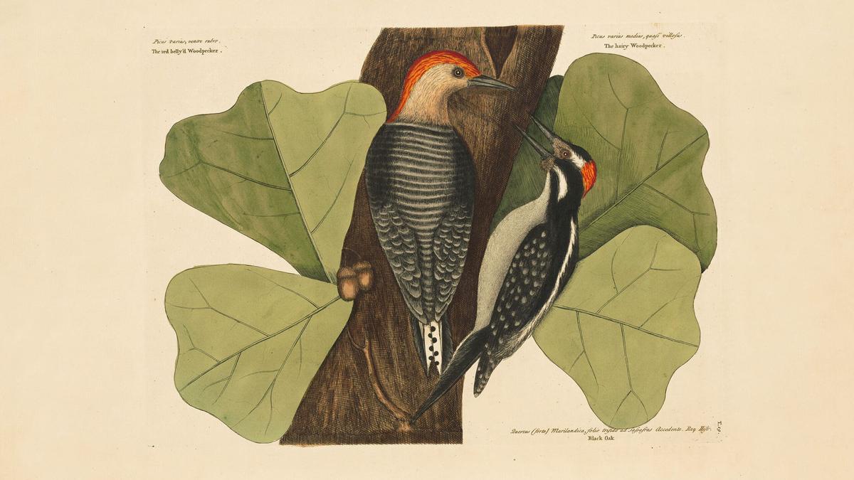 Illustration of two woodpeckers on a tree trunk with large green leaves, showing detailed plumage and vibrant red heads.