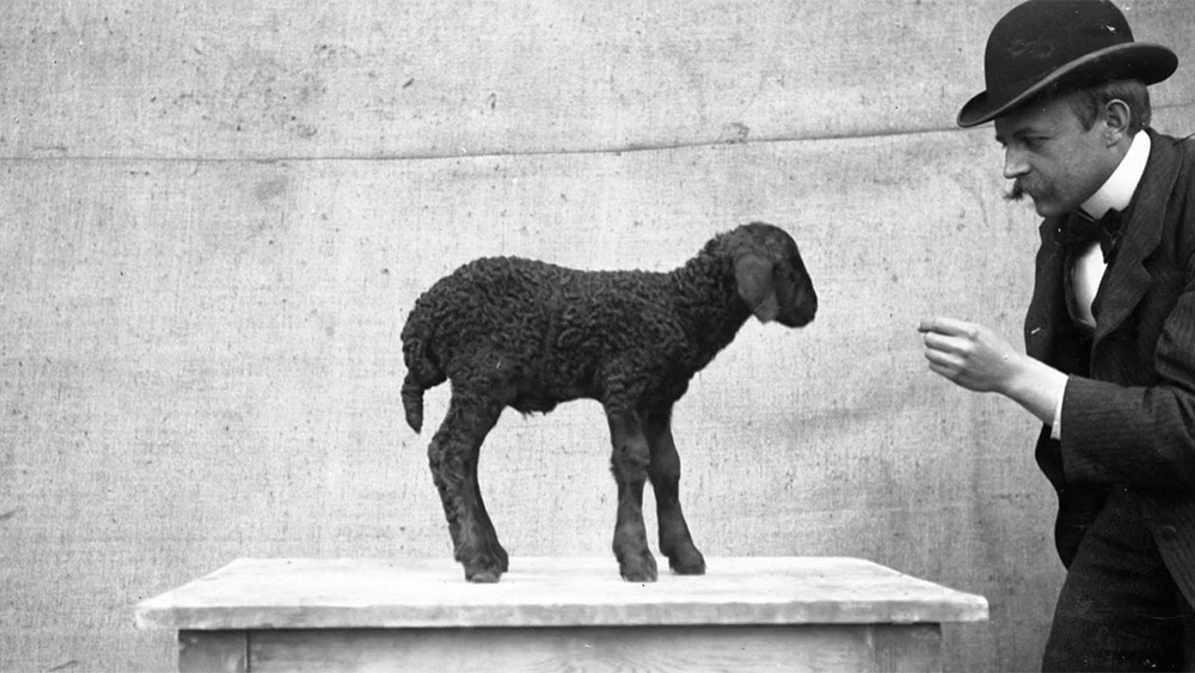 Black and white photo of a man in a suit and bowler hat interacting with a black lamb standing on a table against a plain backdrop.