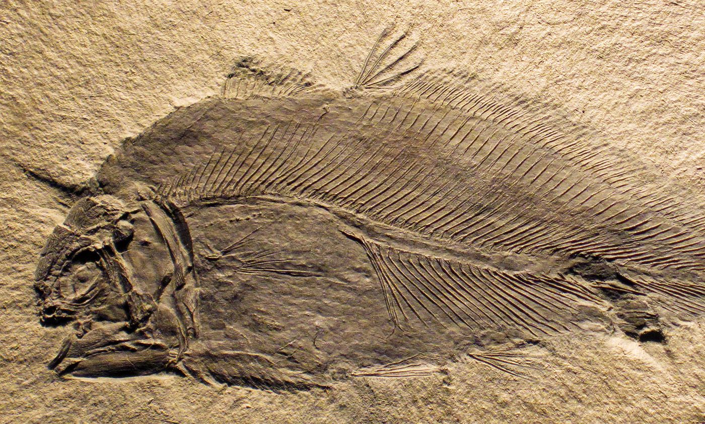 The missing fossils matter as much as the ones we have found