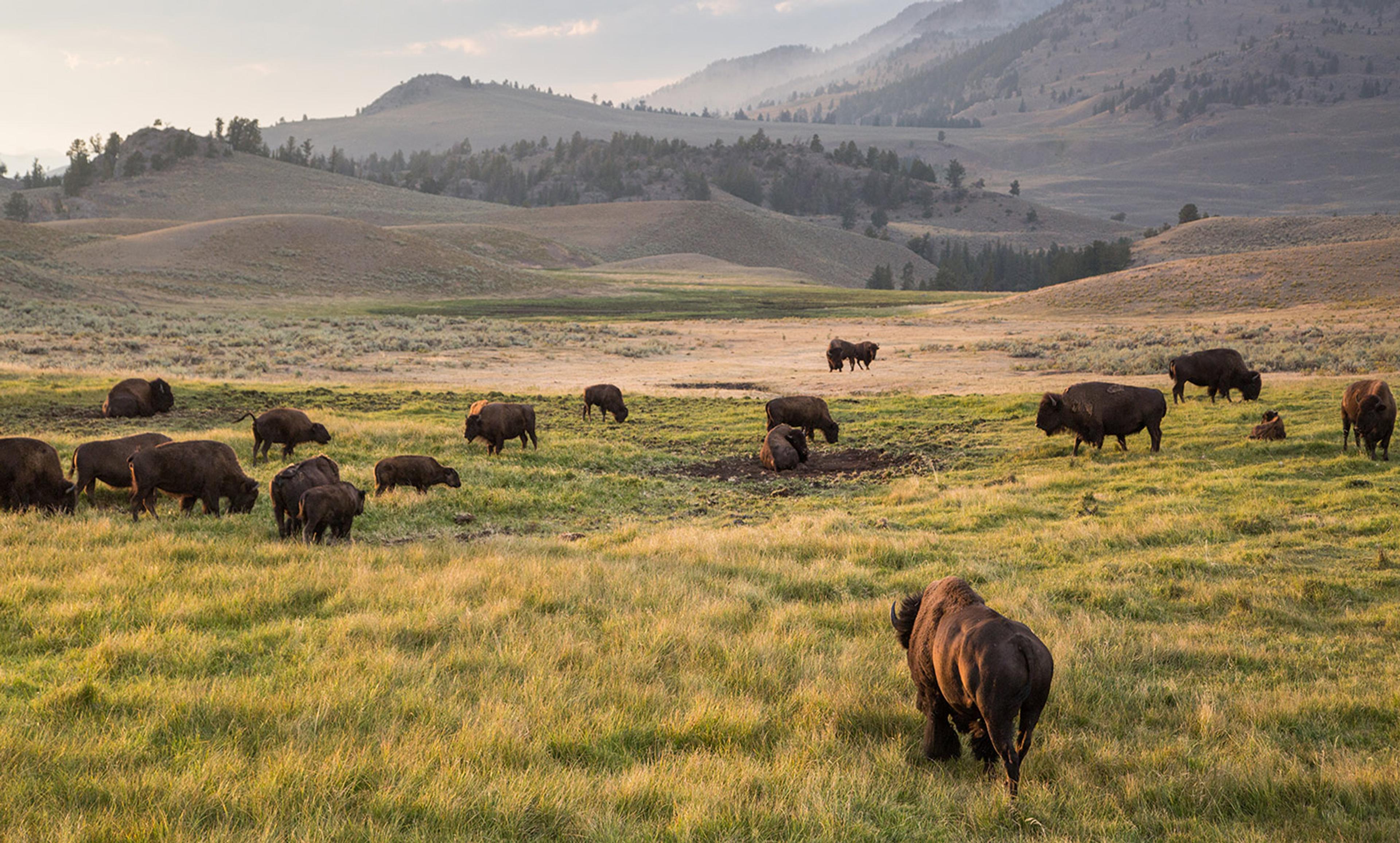 A herd of bison grazing in a grassy meadow with rolling hills and distant mountains in the background.