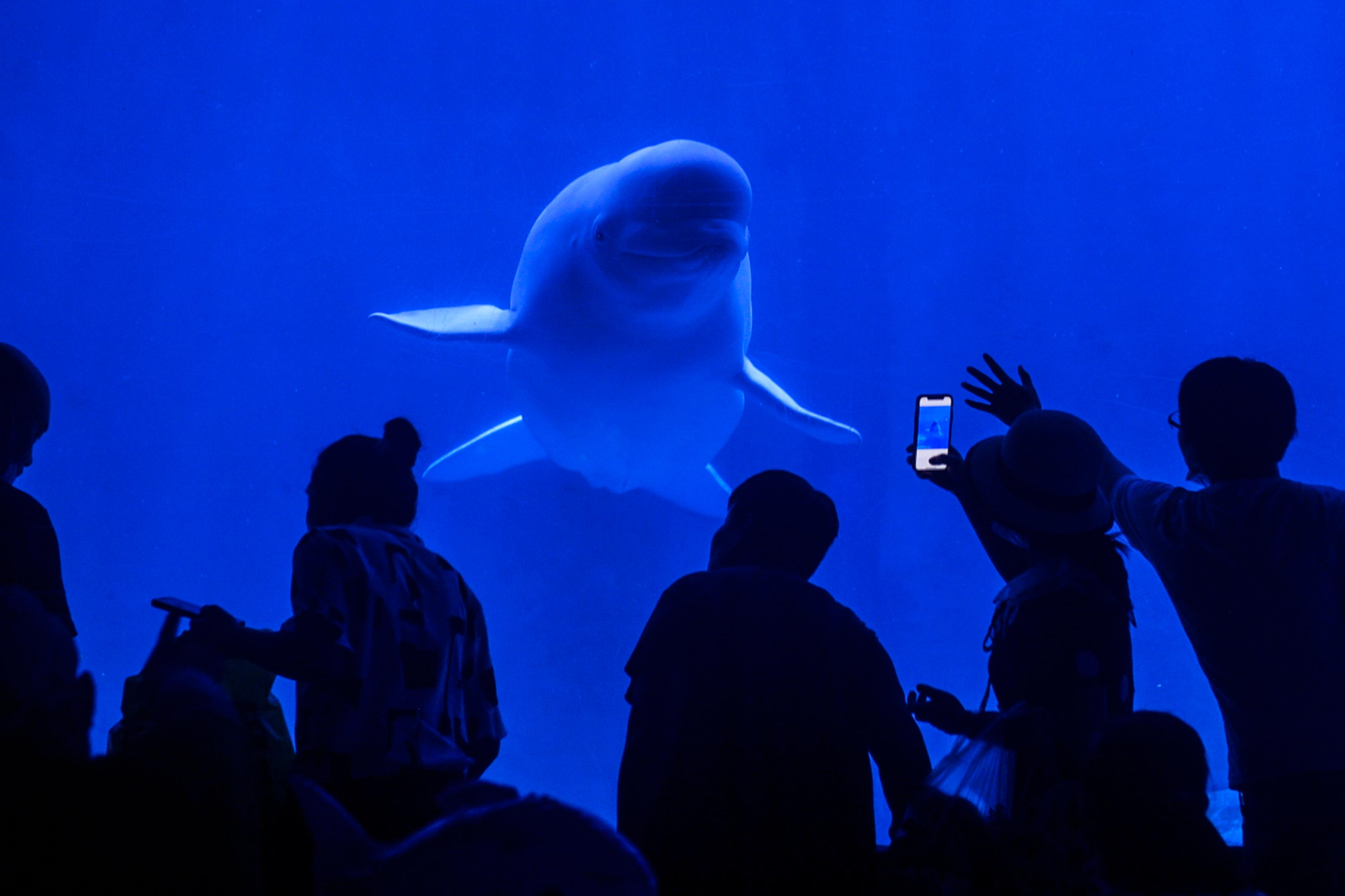 Photo of people silhouetted against a blue aquarium tank watching a beluga whale swim towards them.