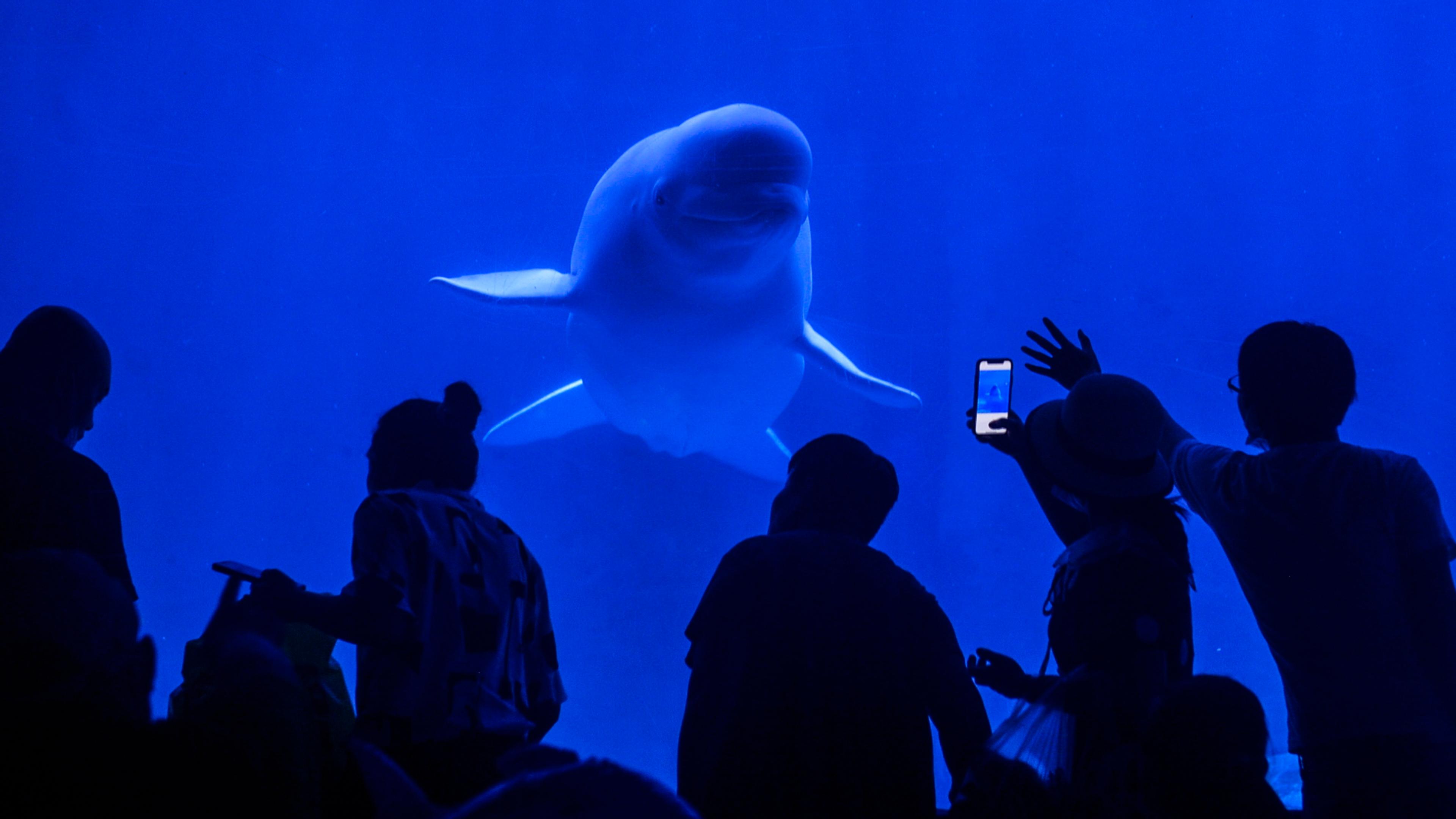 Photo of people silhouetted against a blue aquarium tank watching a beluga whale swim towards them.