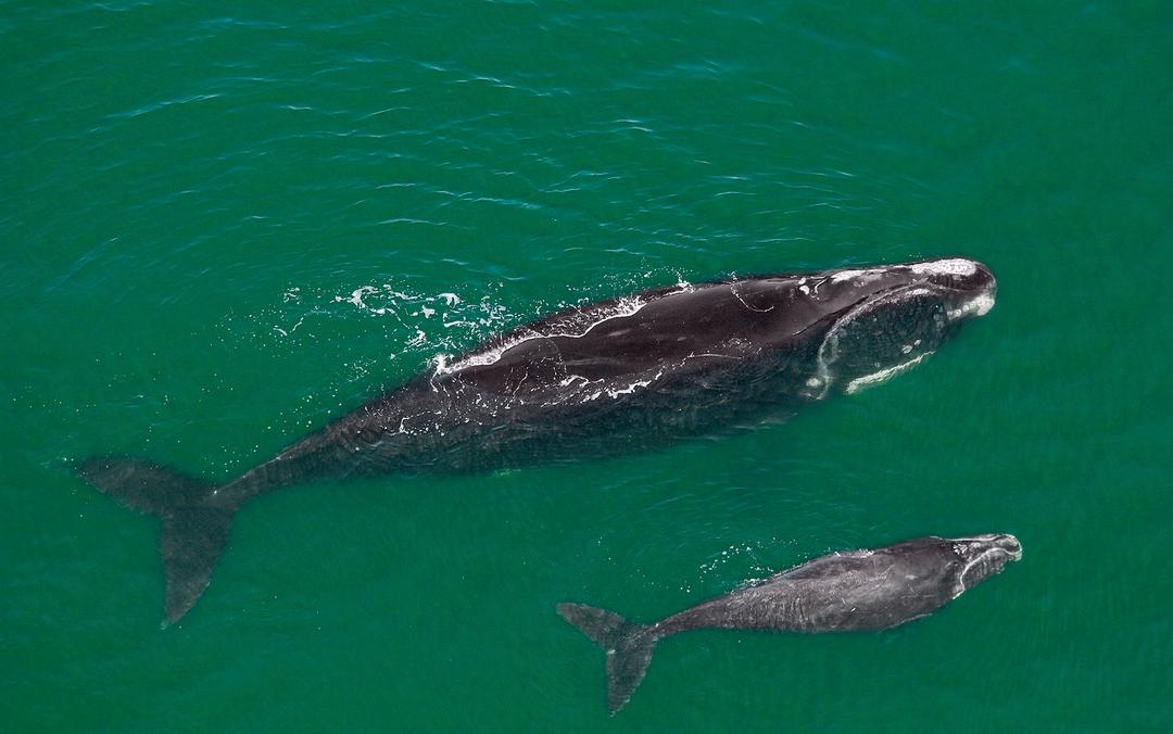 The natural history of whales is written in their baleen | Aeon Essays