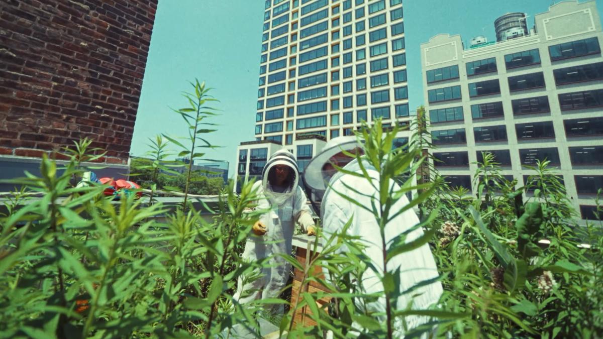 Photo of two people in beekeeping suits tending hives on a rooftop garden with tall buildings in the background.
