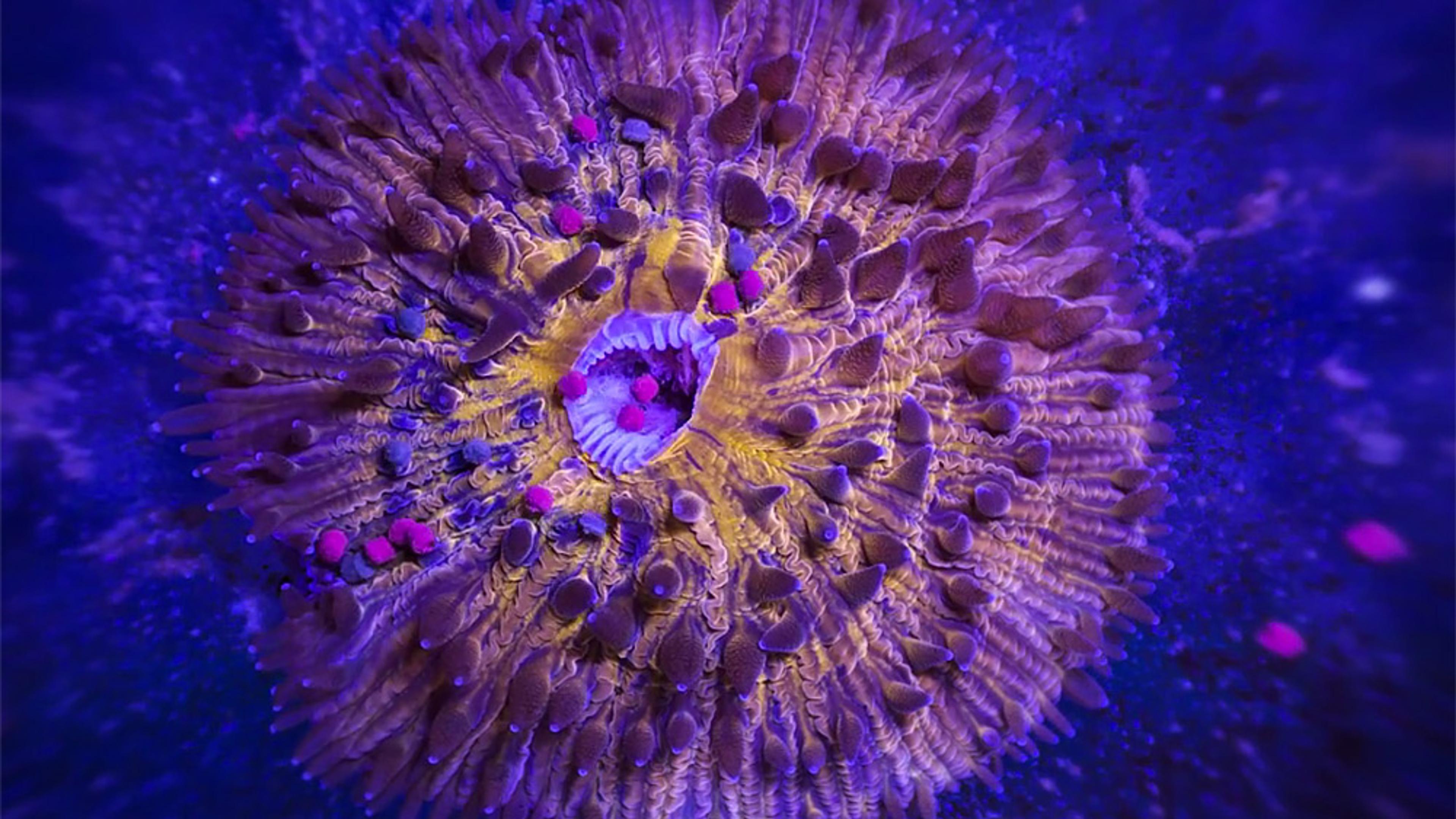 Close-up of a vibrant sea anemone with purple and yellow hues, surrounded by small pink dots against a dark blue background.