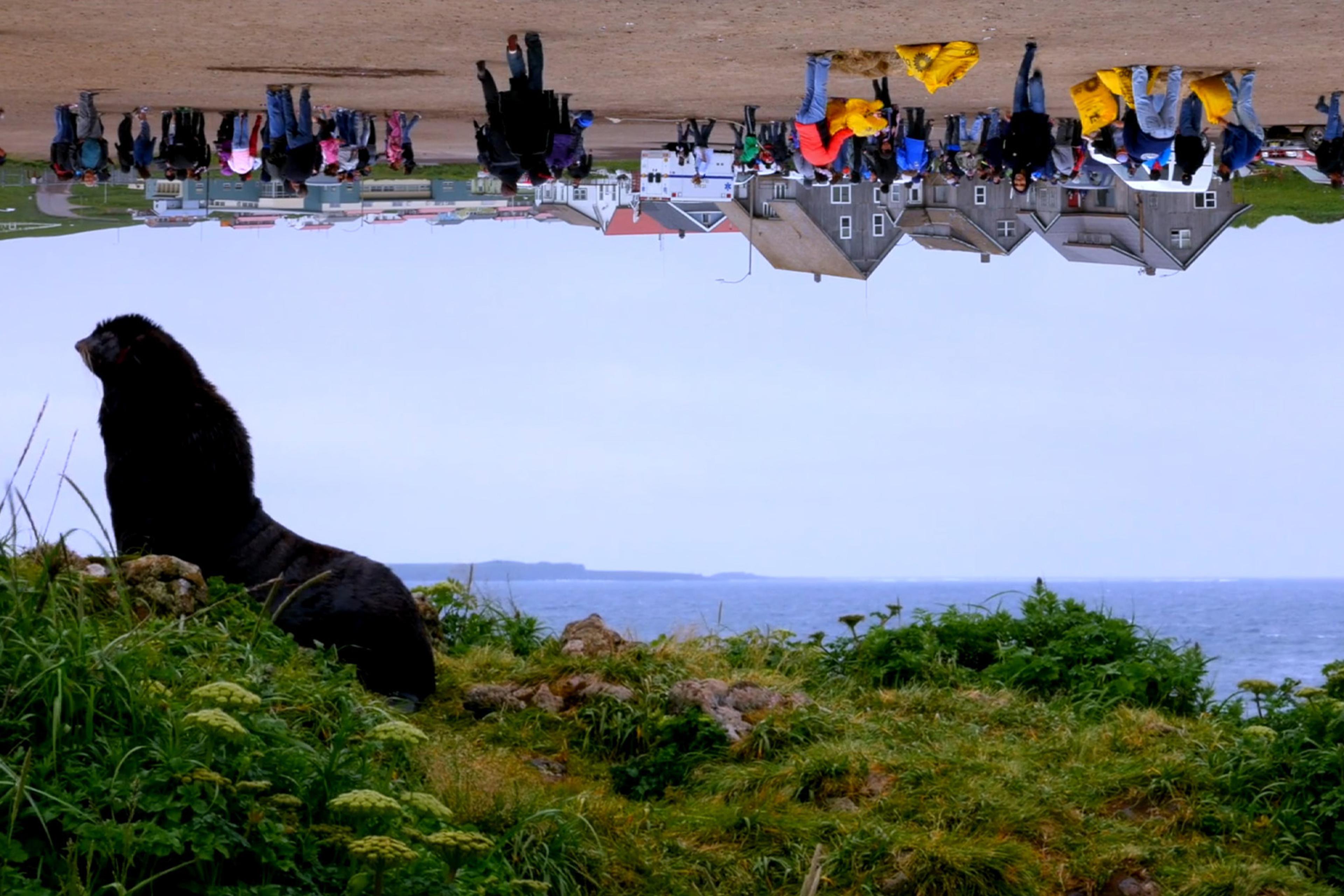 A seal sitting on green grass near the ocean with an upside-down group of people and buildings in the background.