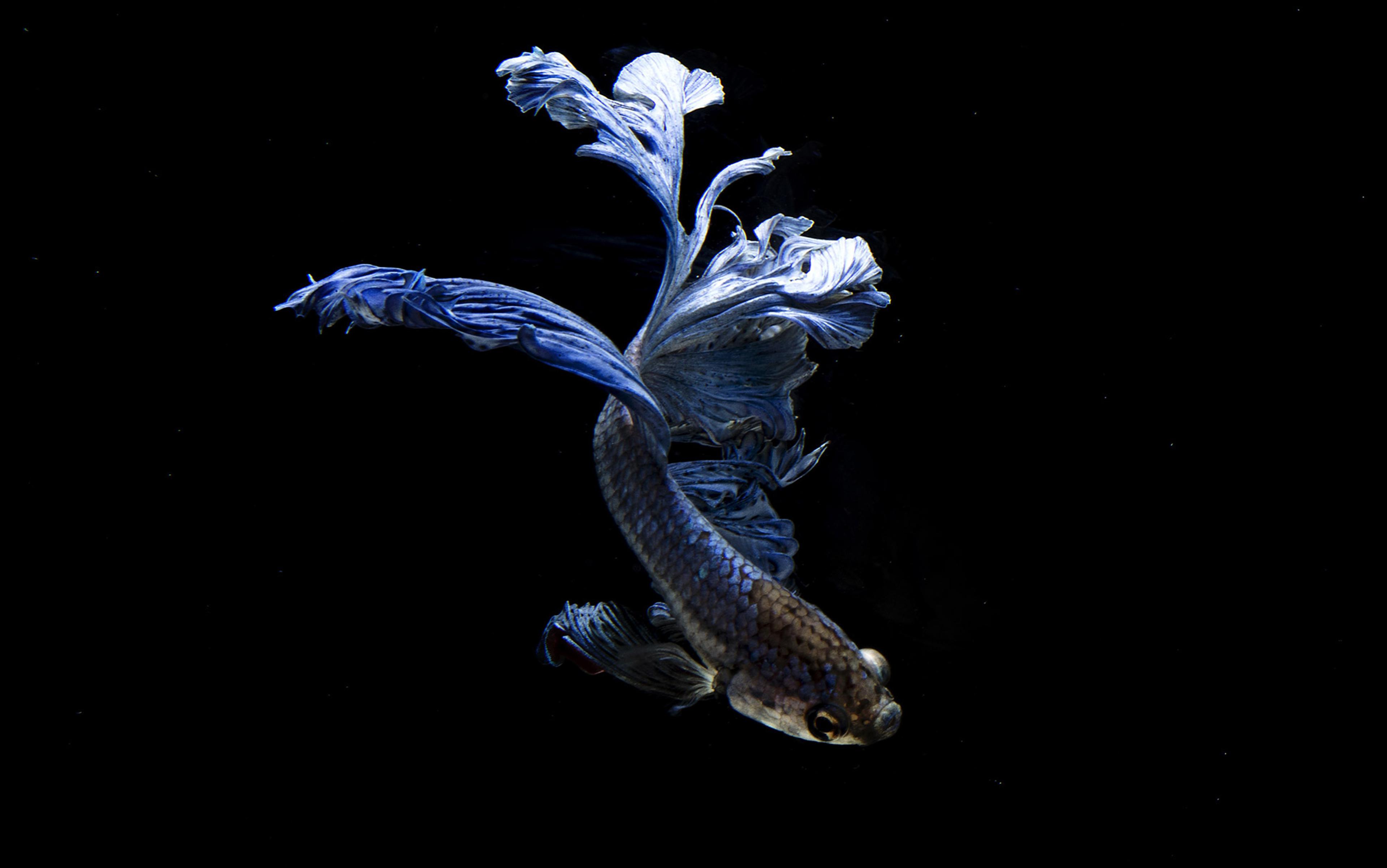 Blue Betta fish with flowing fins swimming in a black background.