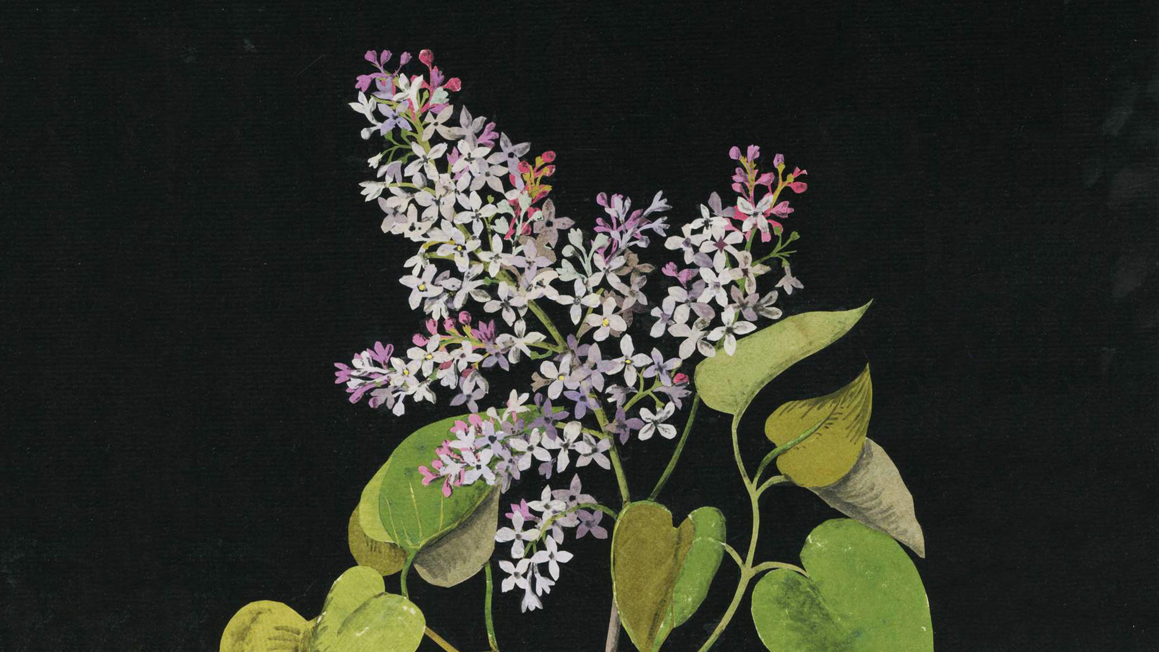 Painting of lilac flowers with green leaves on a dark background. The flowers vary in shades of purple, pink, and white.