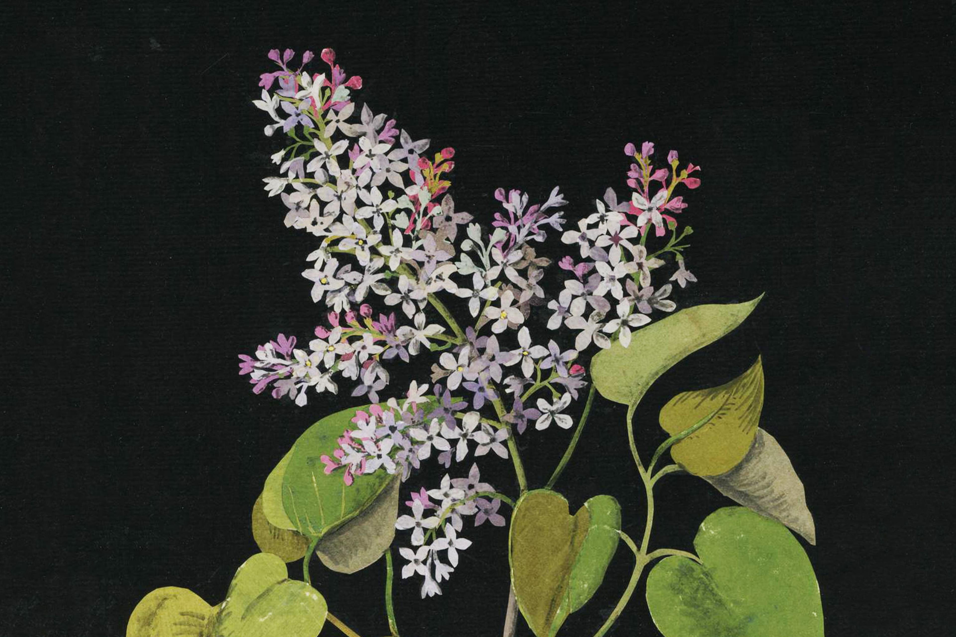 Painting of lilac flowers with green leaves on a dark background. The flowers vary in shades of purple, pink, and white.