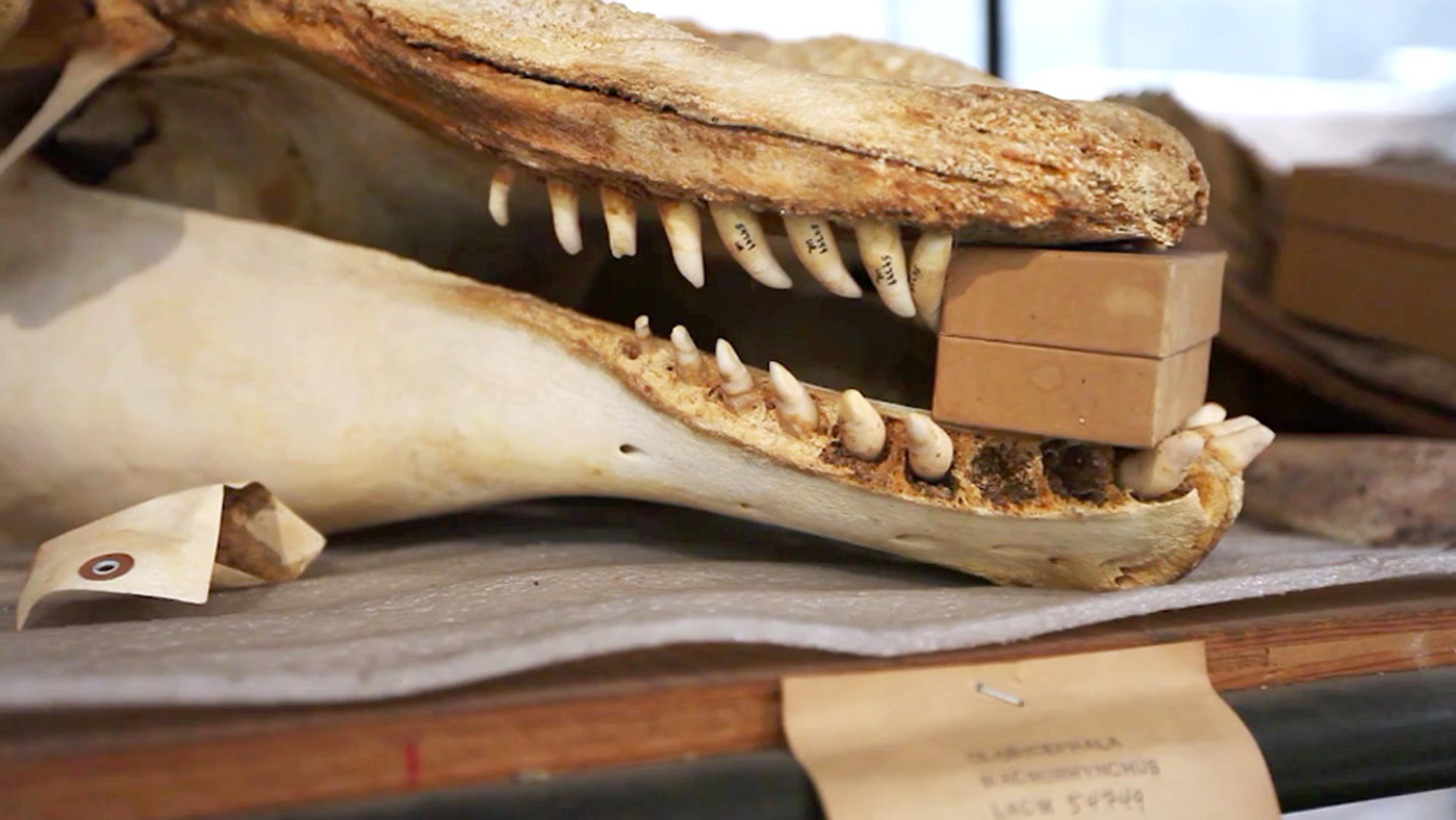 An animal skull with various labels and a small brown cardboard box wedged between its upper and lower jaw on a table.