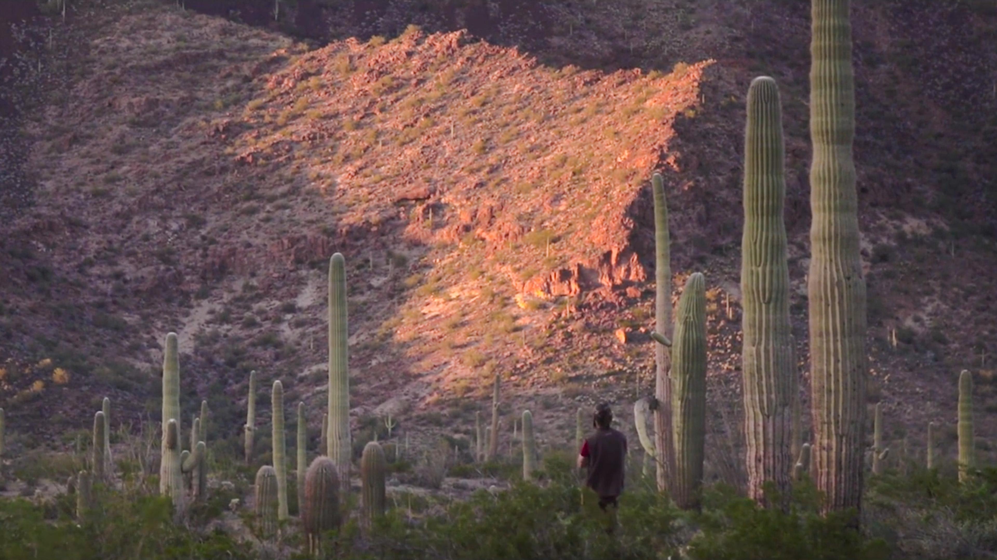 Photo of a desert scene with tall cacti and a person standing, set against a sunlit rocky hill.