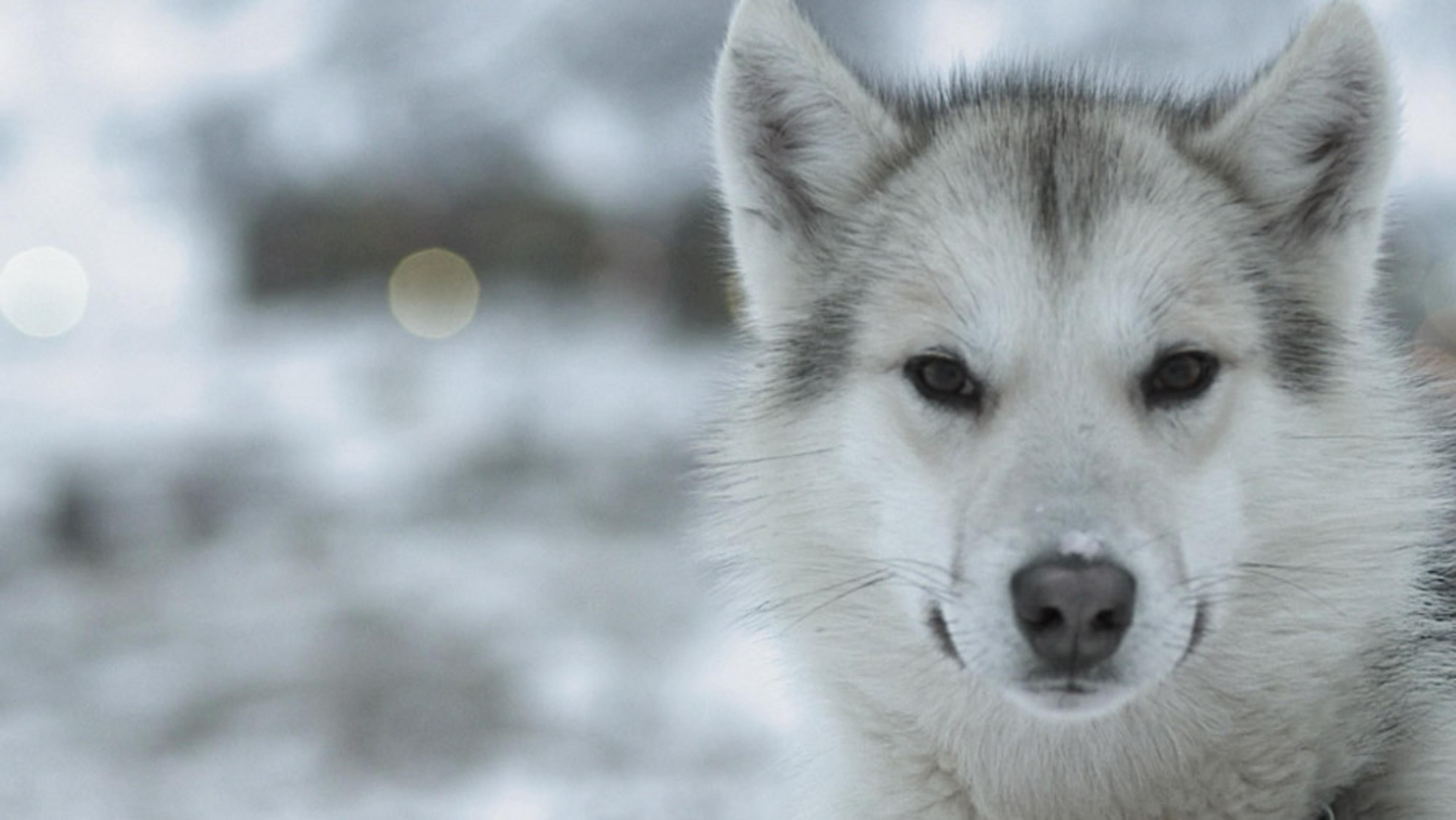 A grey and white husky in a snowy landscape with a blurred background and bokeh lights.