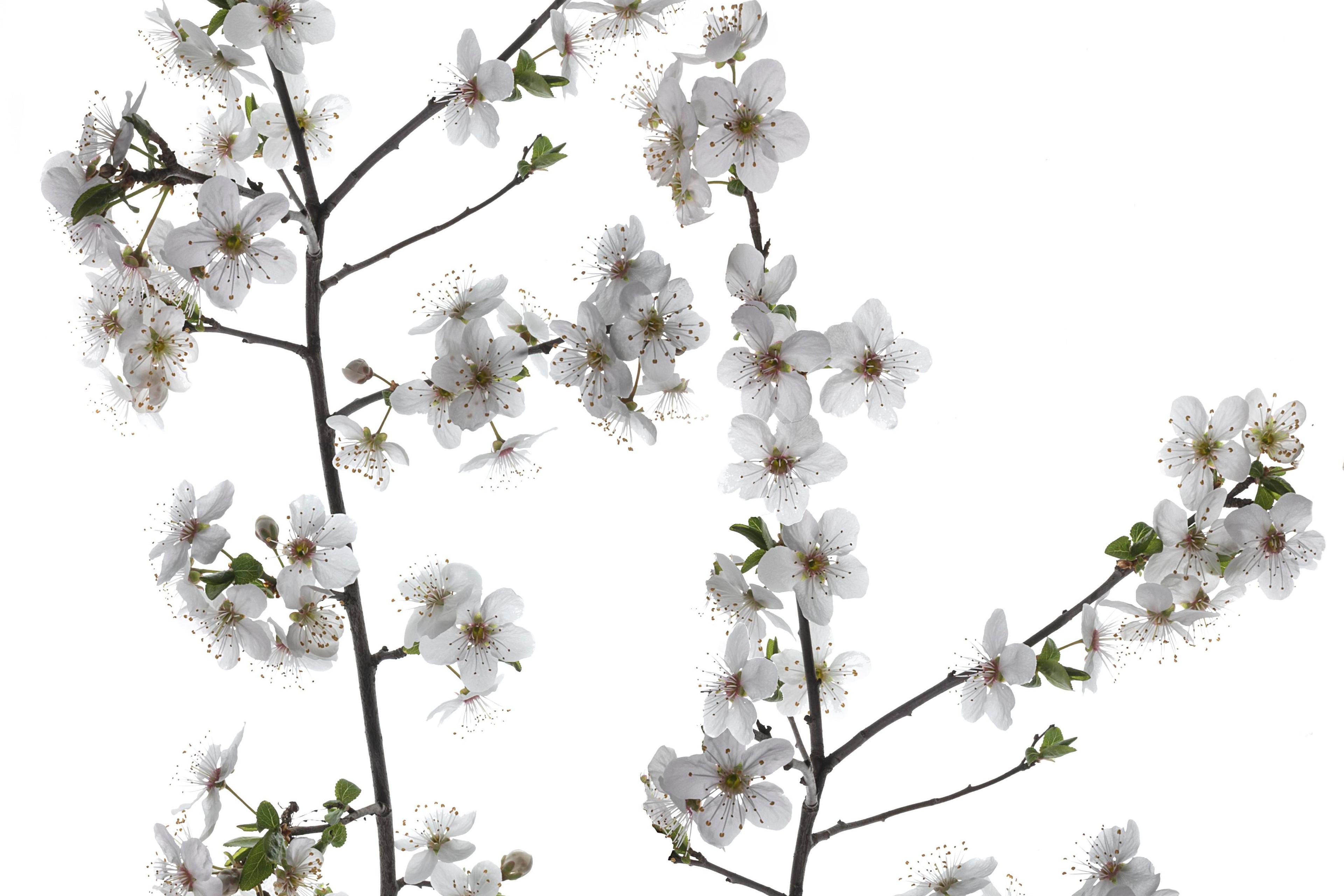 Photo of delicate white cherry blossoms on thin dark branches against a white background.