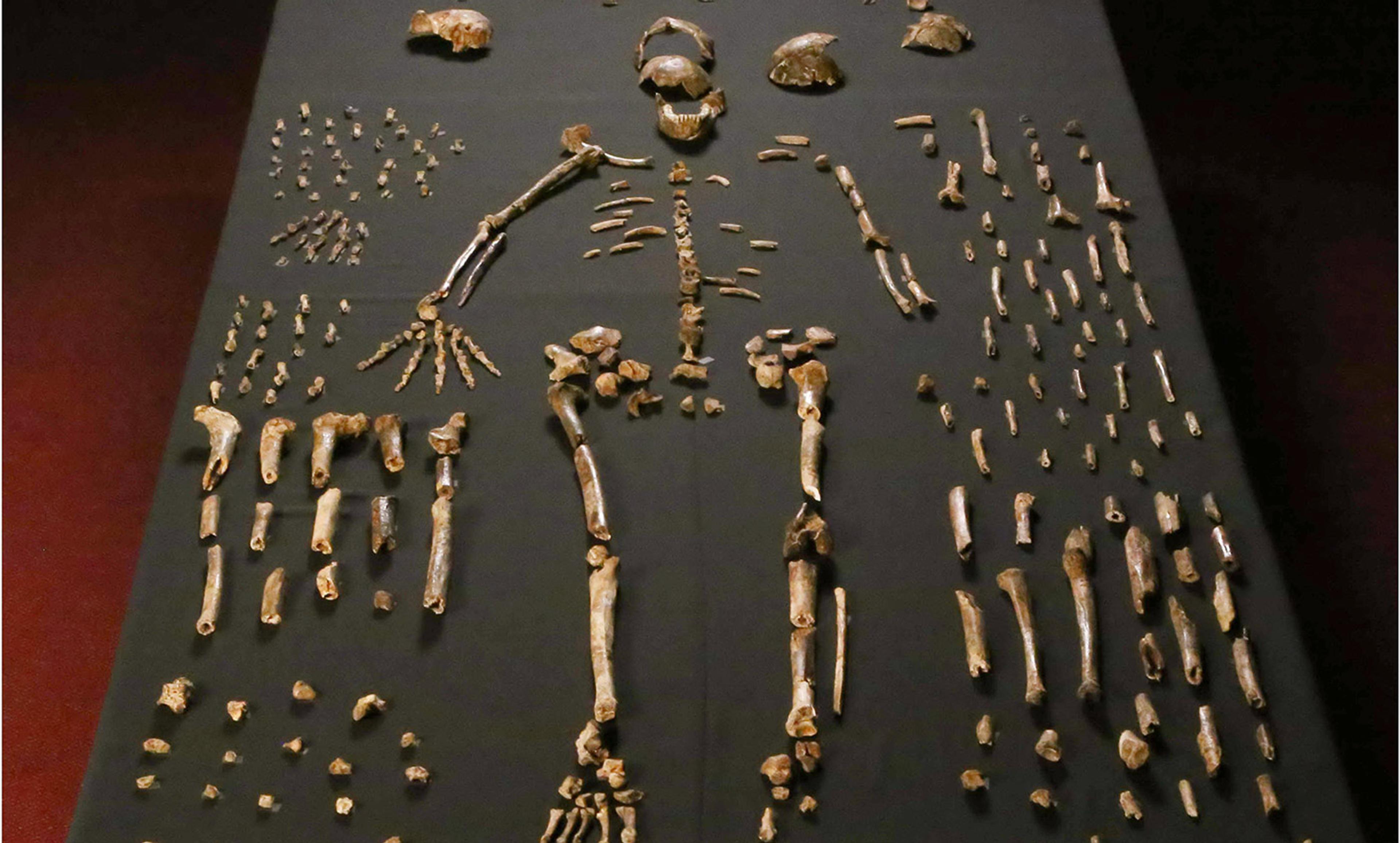 <p>Dinaledi skeletal specimens. <em>Courtesy Wikimedia</em></p>