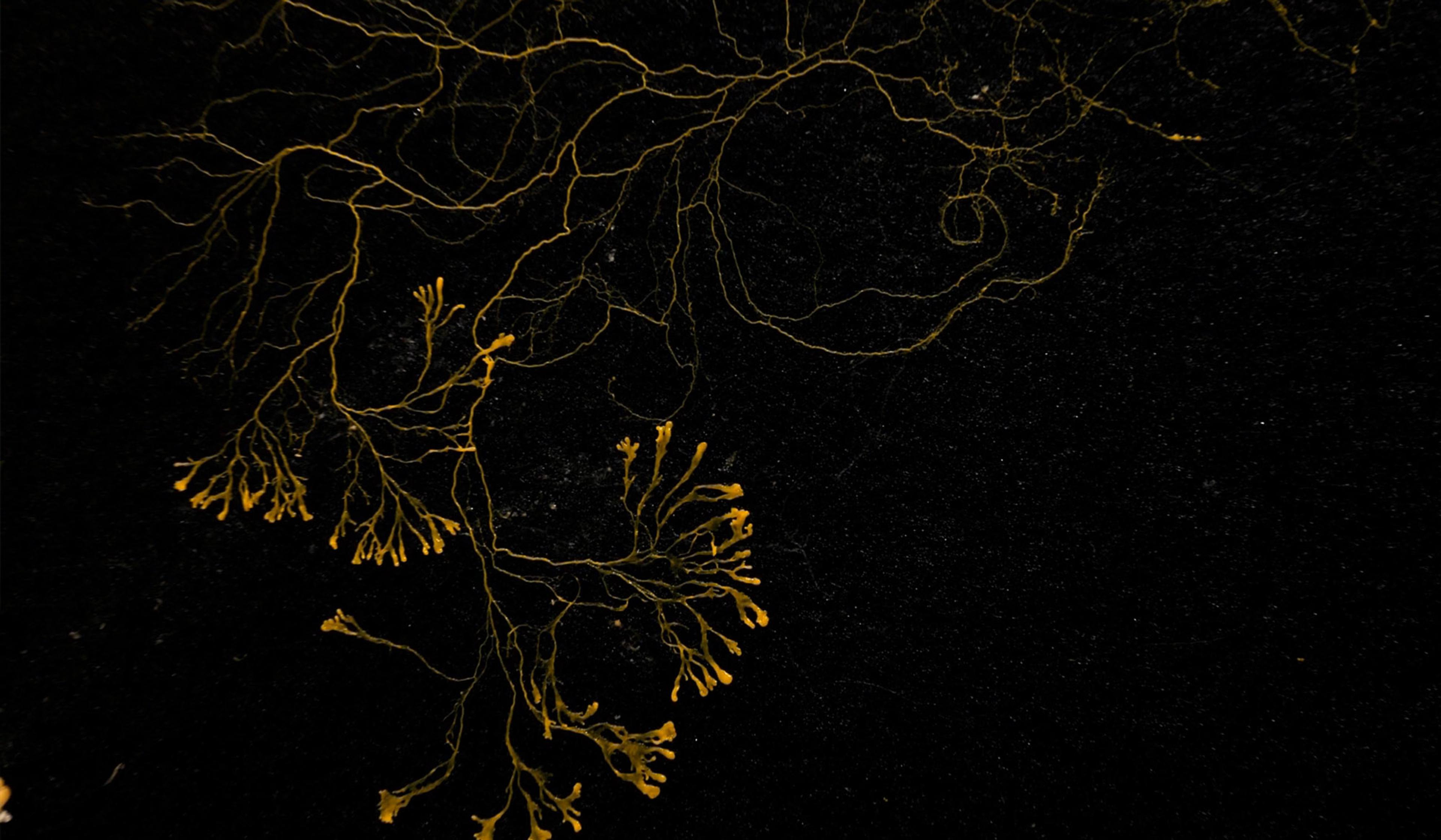 Yellow branching mycelium or fungal hyphae structure on a black background, resembling intricate tree branches.