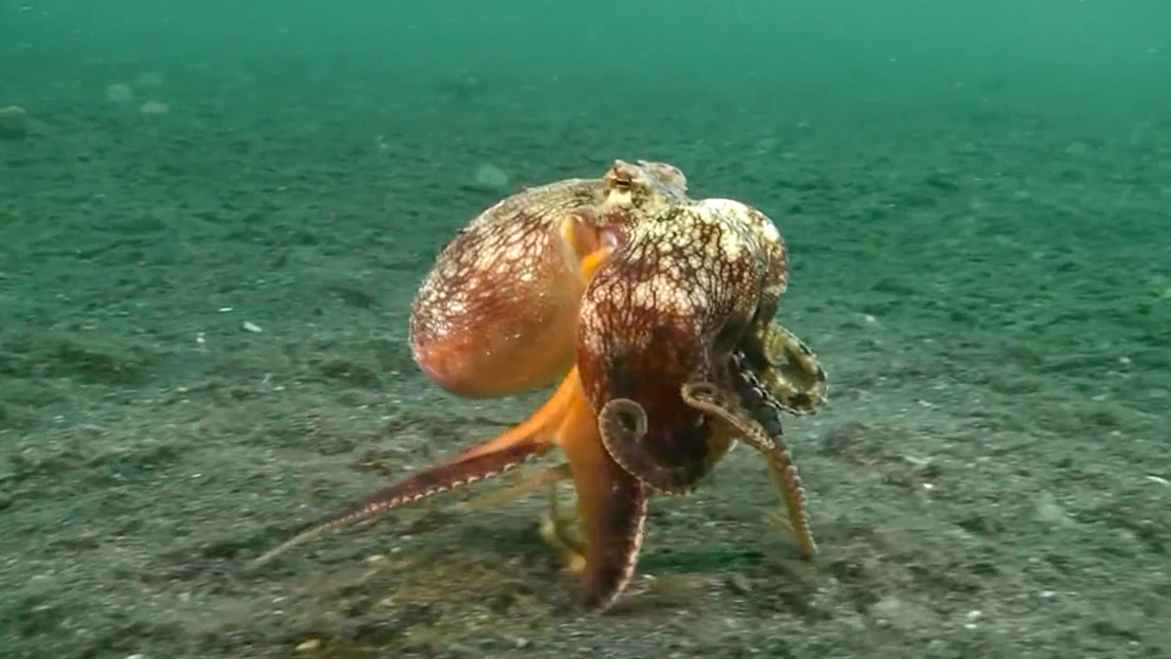 Underwater photo of an octopus on the ocean floor with a mix of reddish-brown and white colours; the background is blue-green water.