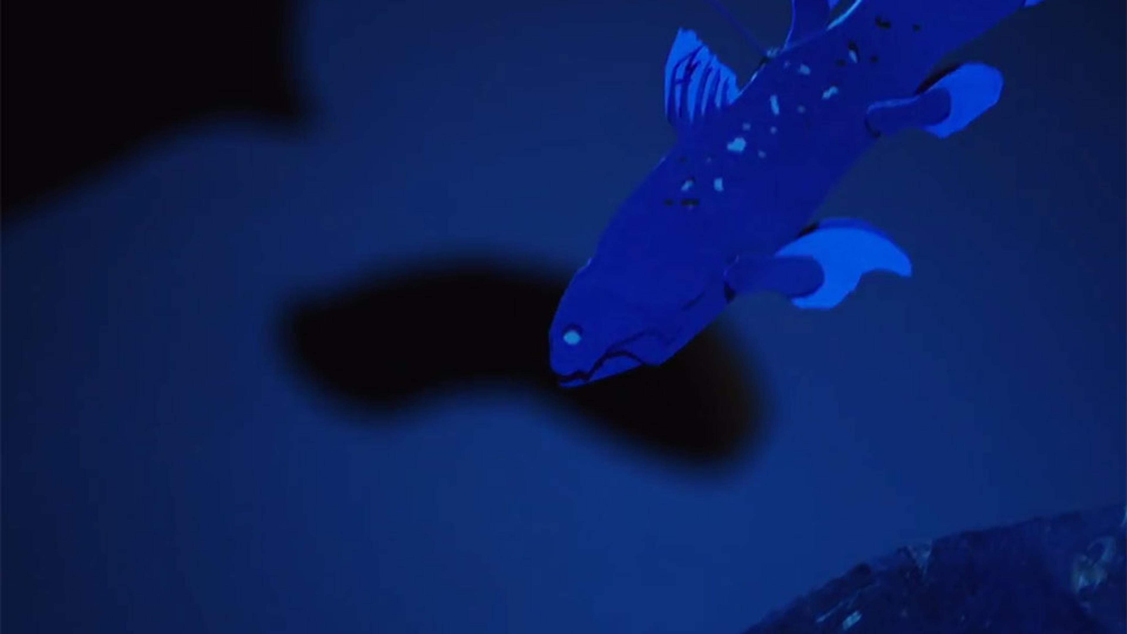 Painting of a dark blue fish with light blue fins swimming in a dark underwater scene, illuminated by soft blue light.