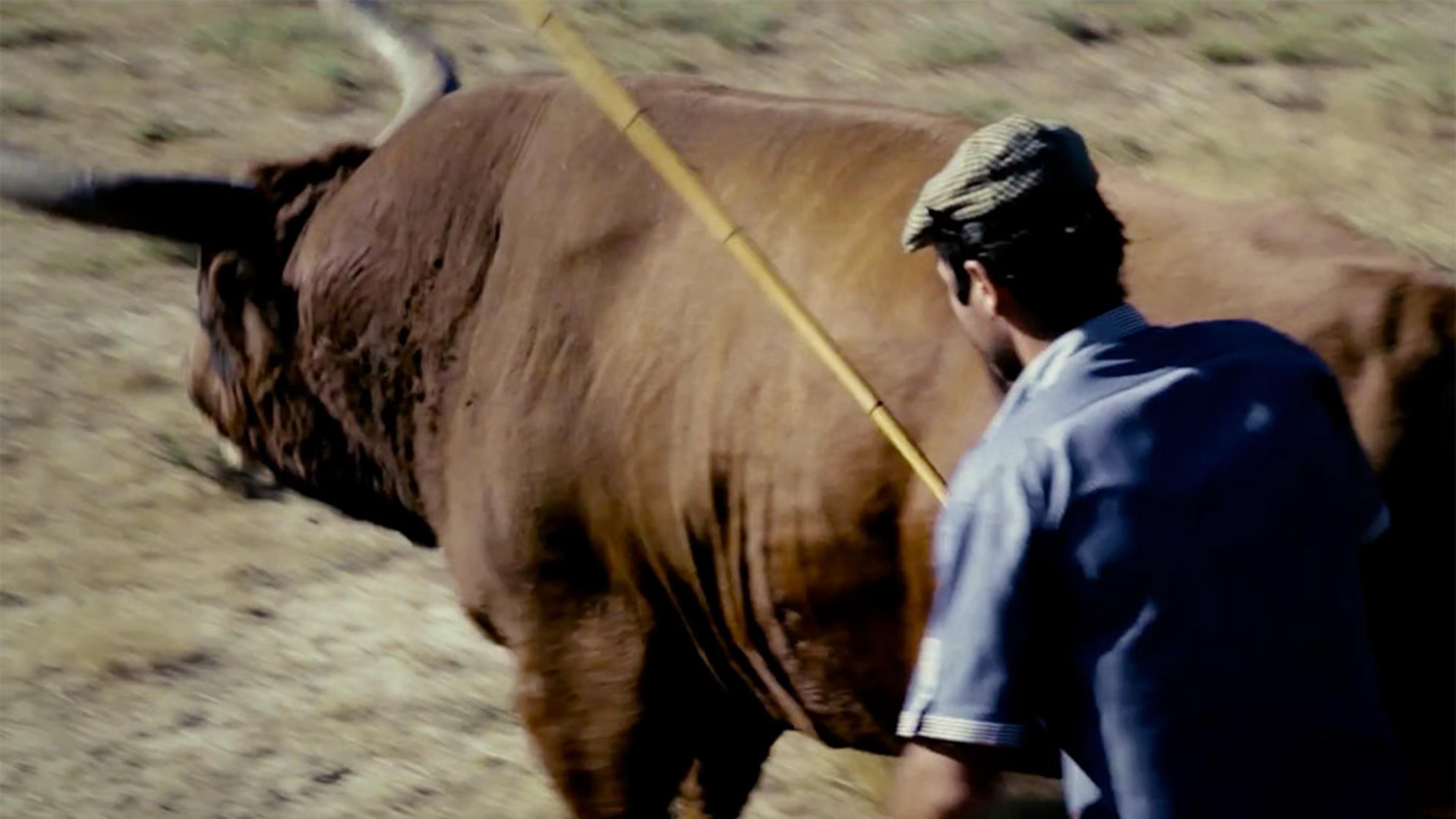 A man in a cap herds a brown bull with a stick in a dry field. The photo captures the back of the bull and the man’s profile.