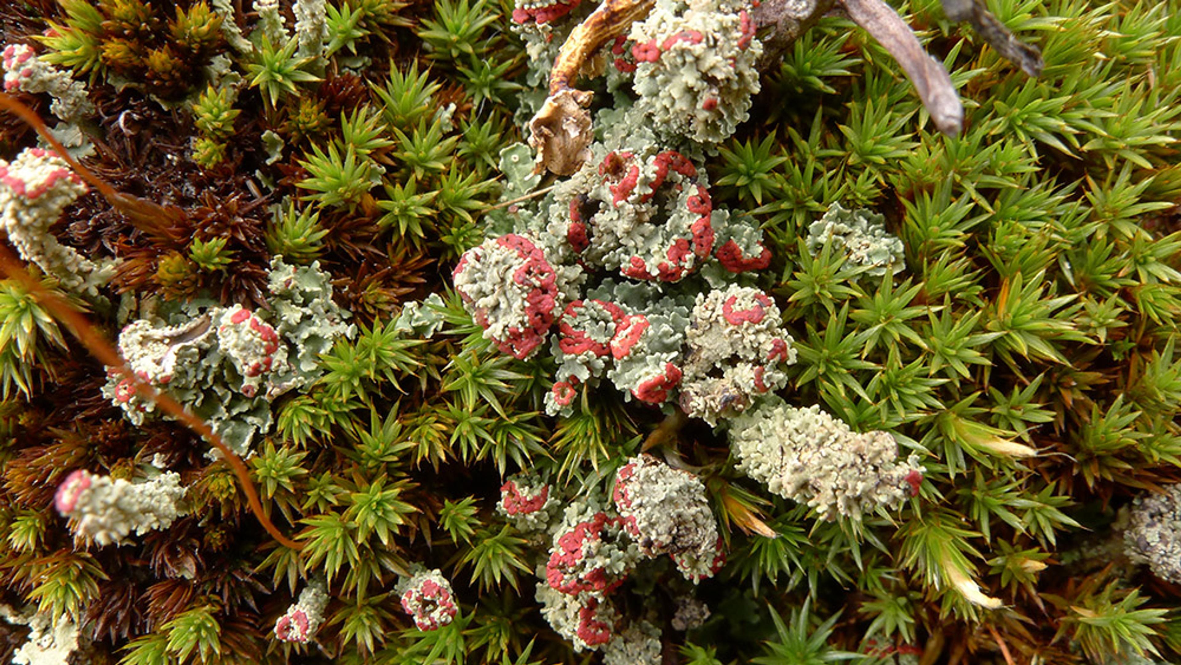 Green moss and lichen with red edges growing on a forest floor, providing a close-up view of the plants’ textures and colours.