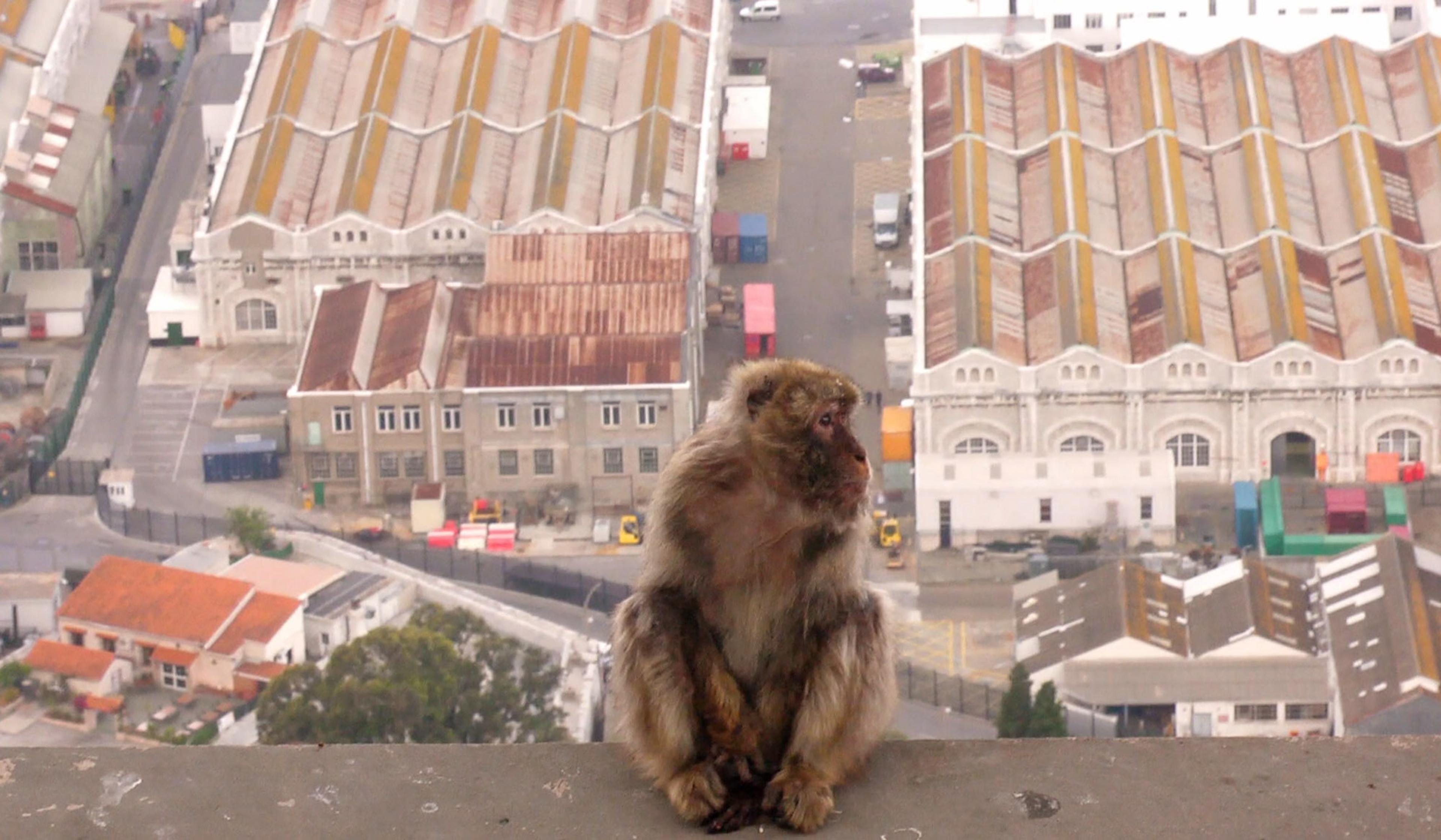 A monkey sitting on a ledge overlooking an industrial area with large buildings in the background.