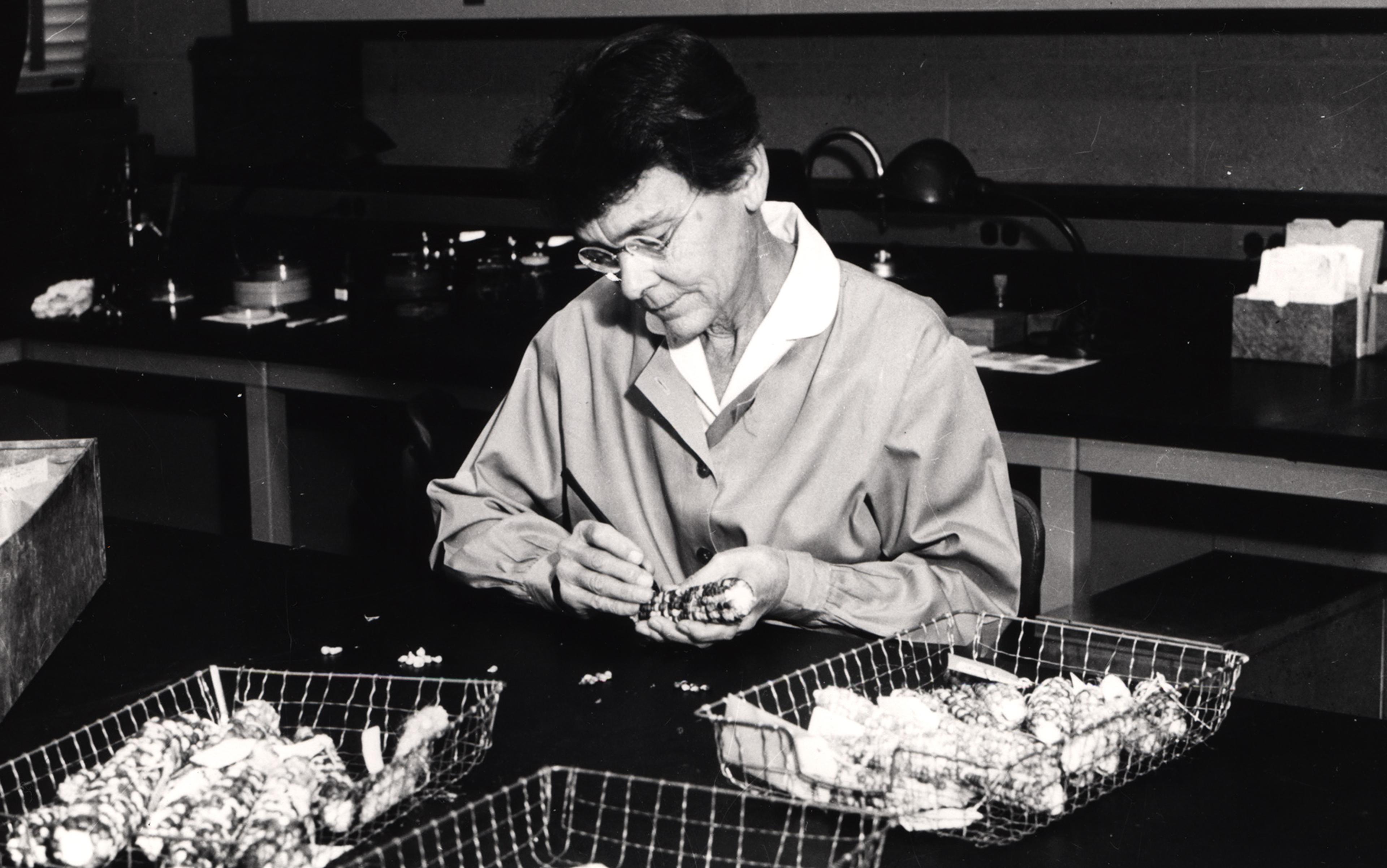 Black-and-white photo of a woman in a lab coat examining maize at a table, baskets of maize to the side, in a laboratory.