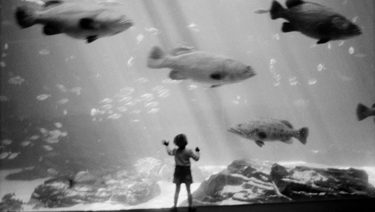 Black-and-white photo of a child standing in front of a large aquarium, watching big fish swim by.