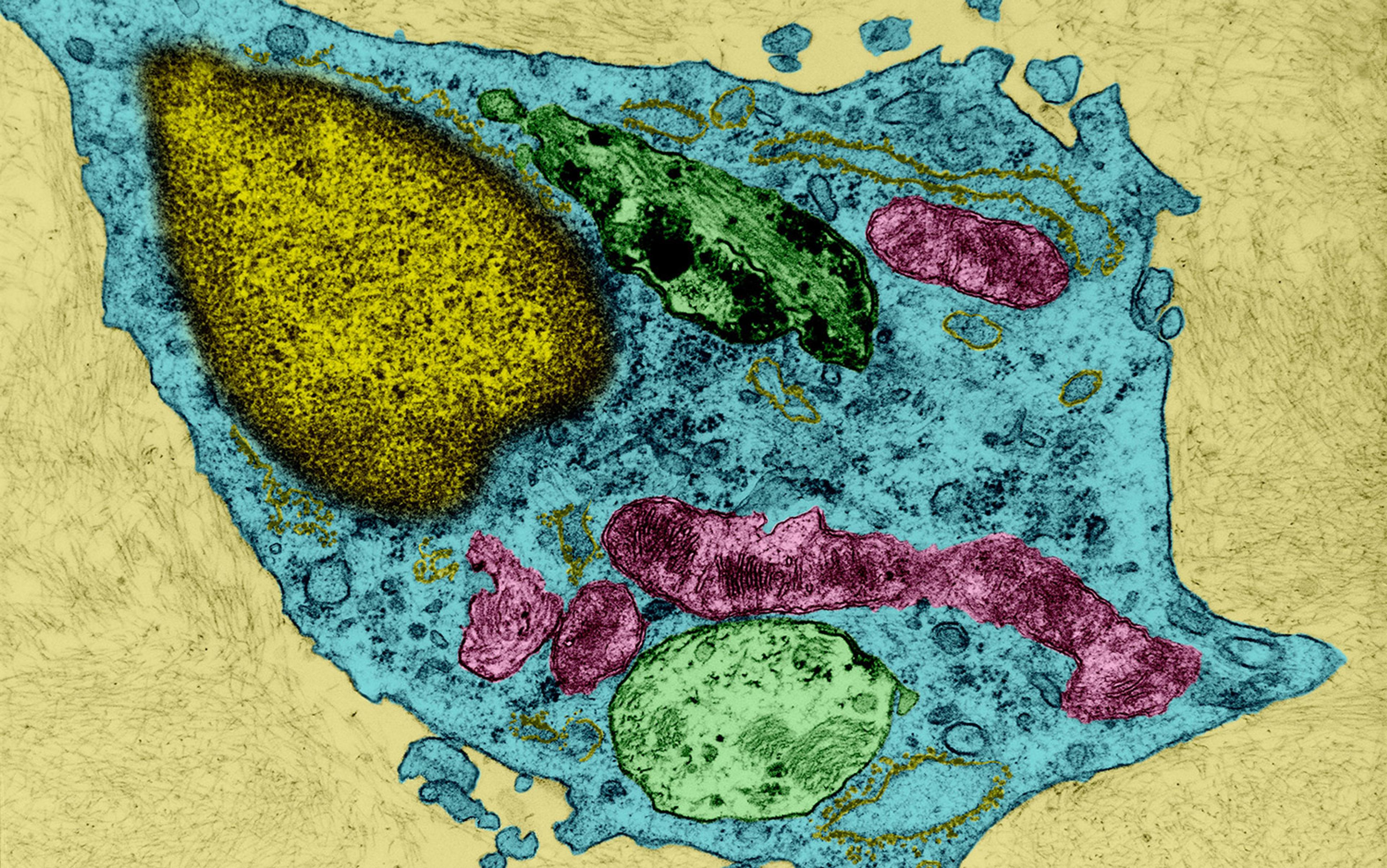 Coloured microscope image of a cell showing organelles: yellow nucleus, green mitochondria, pink endoplasmic reticulum, blue cytoplasm.
