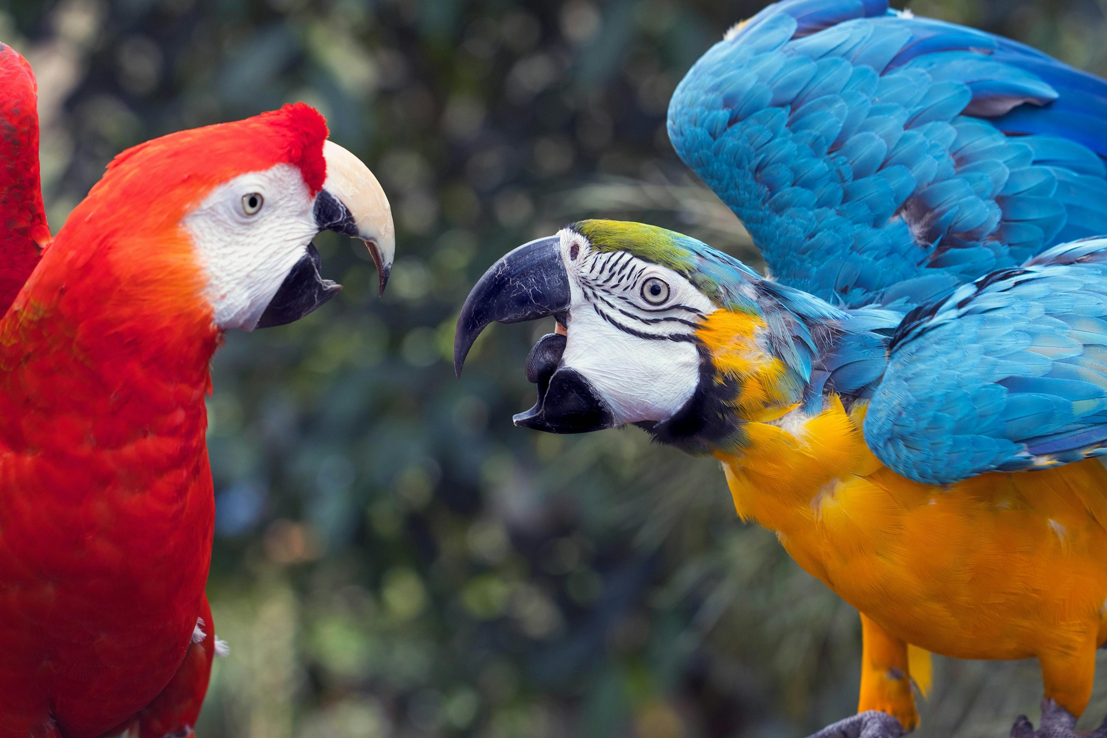 A red parrot and a blue-yellow parrot facing each other with open beaks amidst greenery.