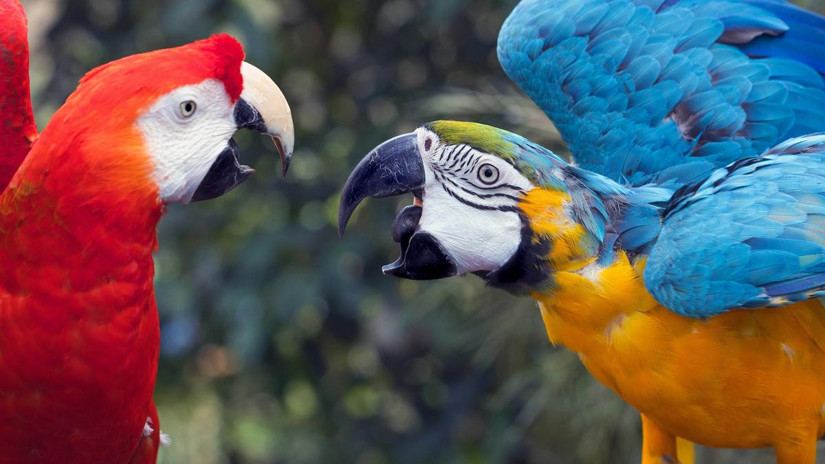 A red parrot and a blue-yellow parrot facing each other with open beaks amidst greenery.