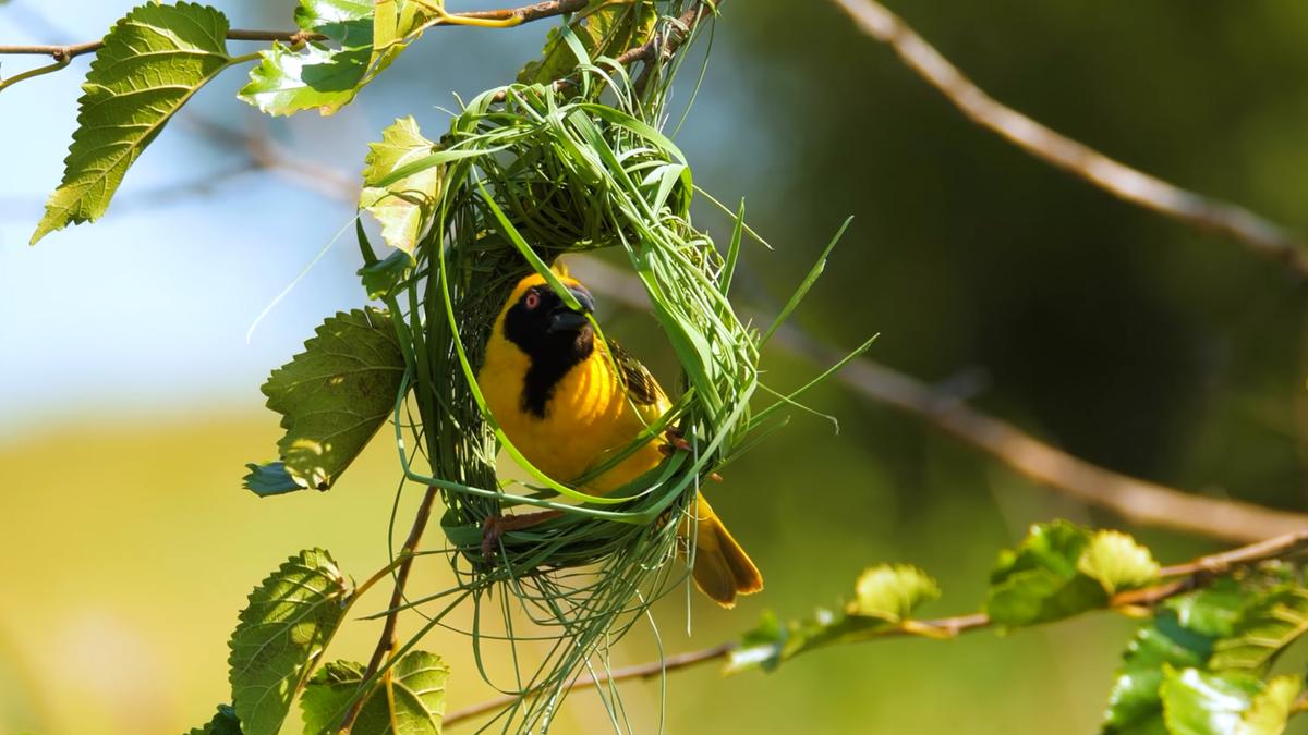 Bright yellow bird building a nest with grass on a branch surrounded by green leaves.