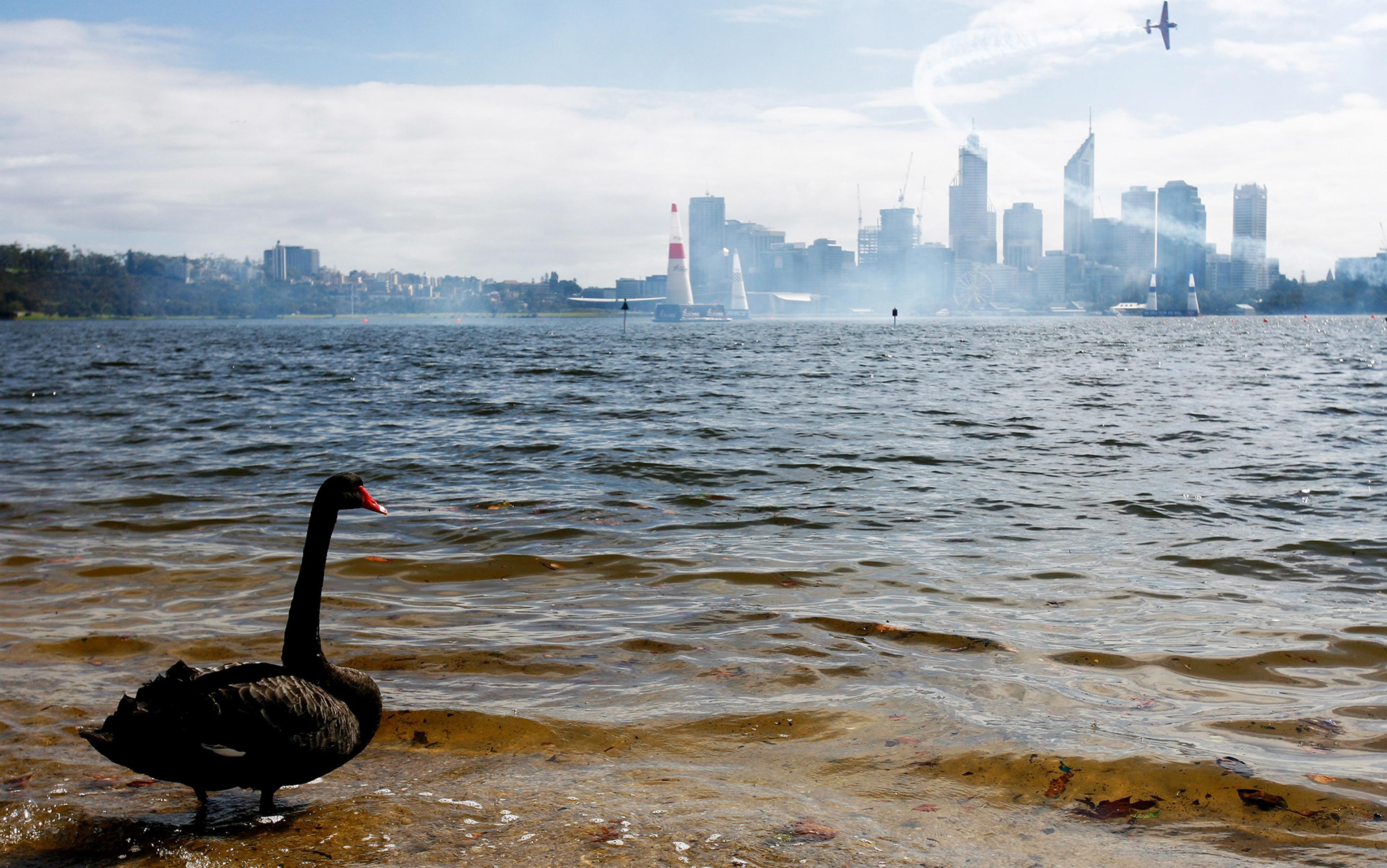 A black swan stands on a sandy shore with a city skyline and planes performing aerobatics in the background.