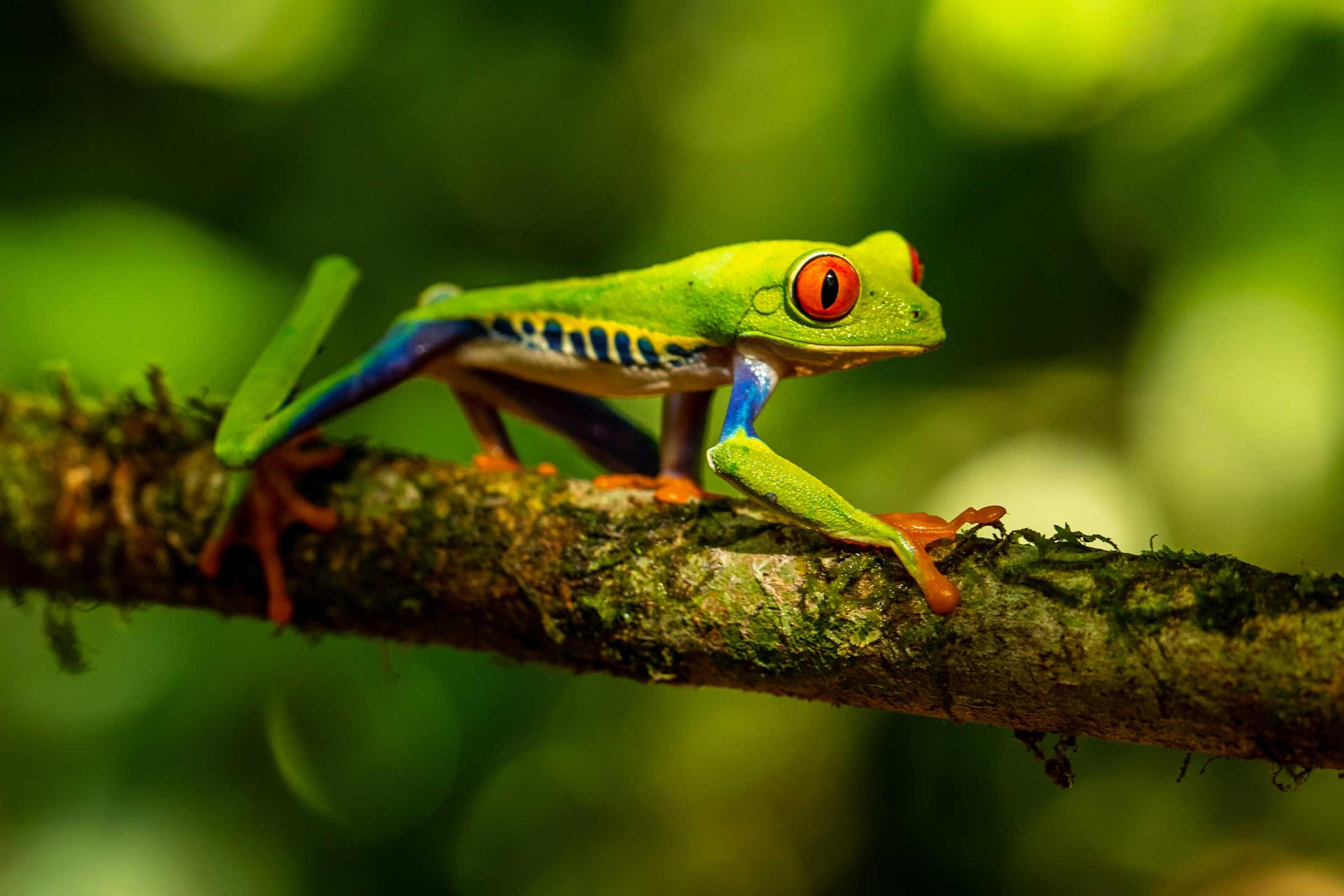 Photo of a red-eyed tree frog with vivid green, blue and orange colouring, perched on a branch in a lush forest setting.