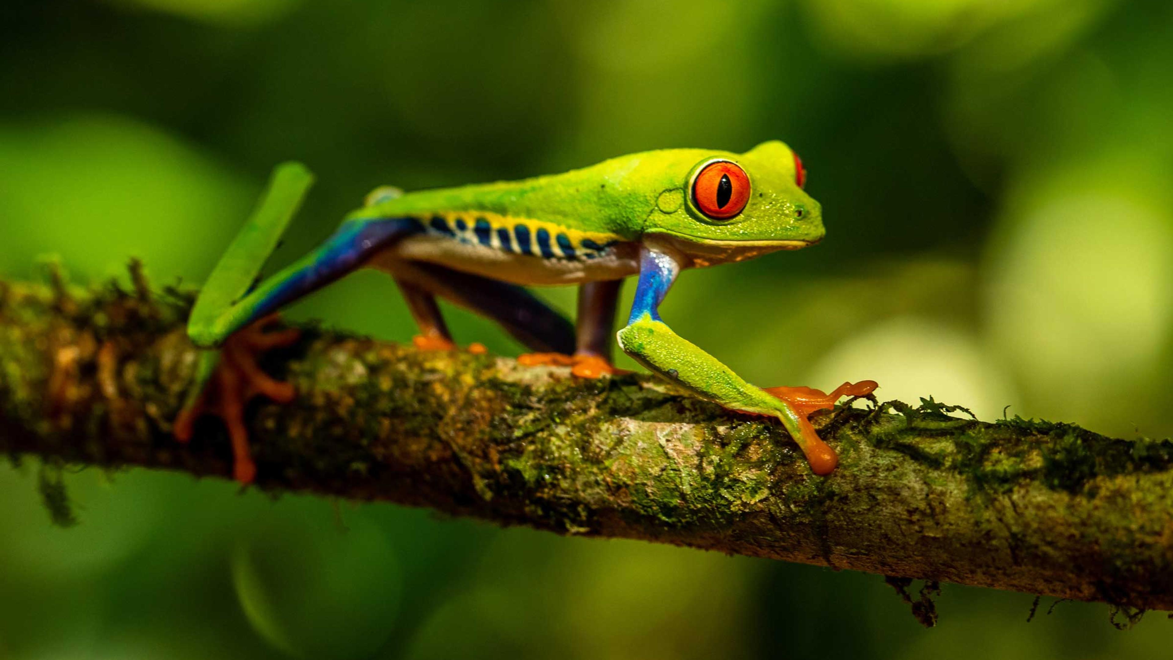 Photo of a red-eyed tree frog with vivid green, blue and orange colouring, perched on a branch in a lush forest setting.